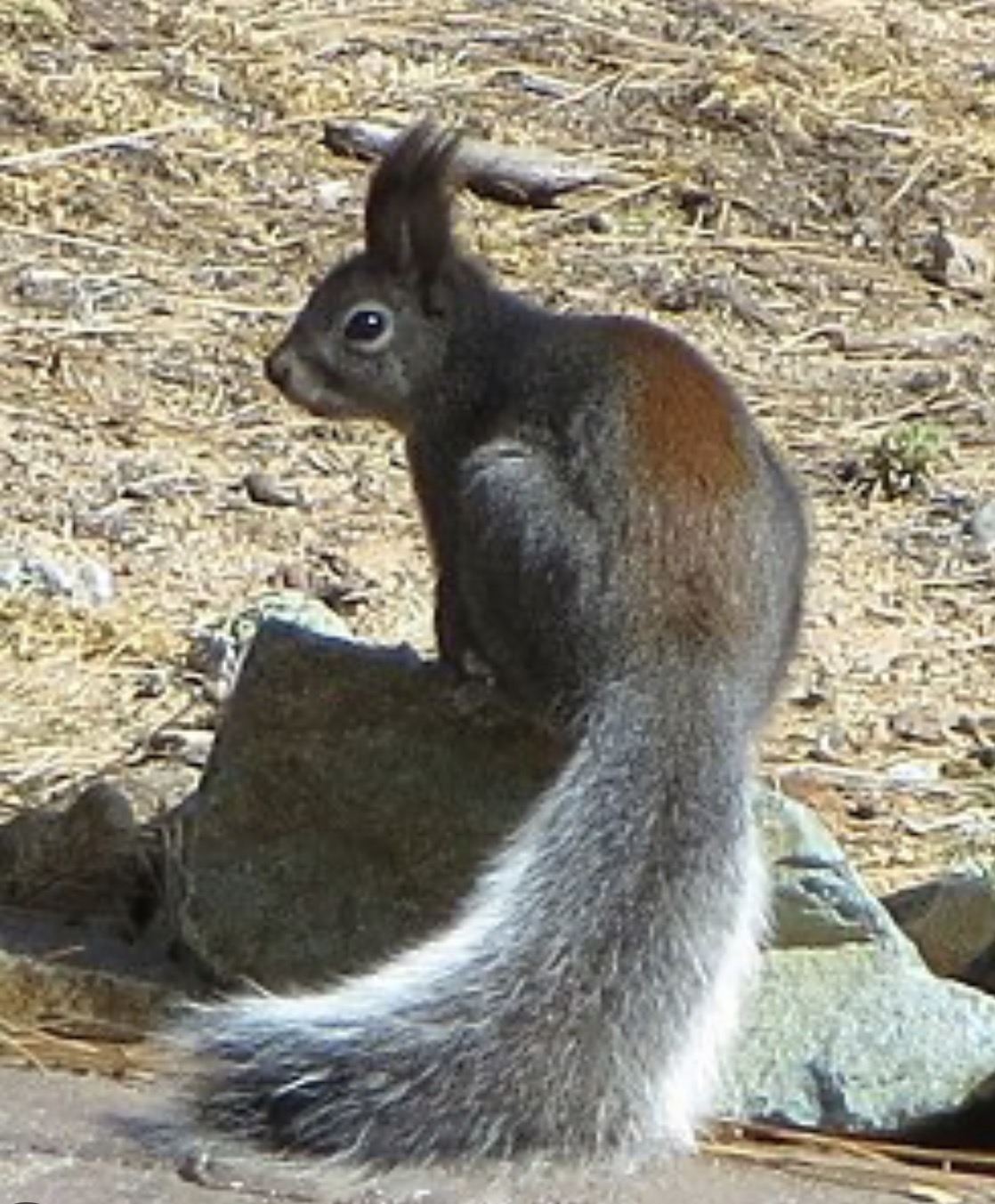IMG_2552.jpeg