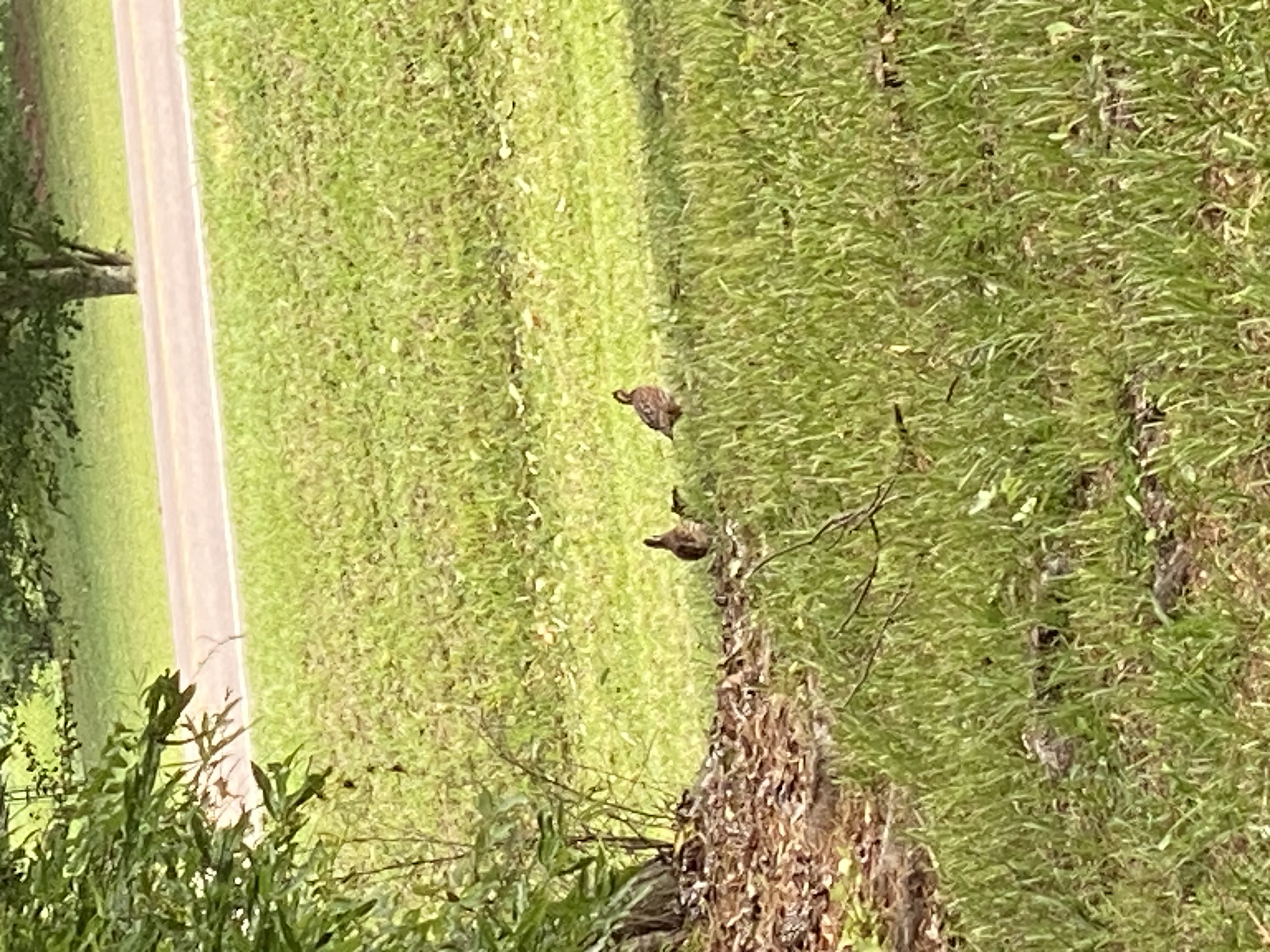IMG_5205.jpeg