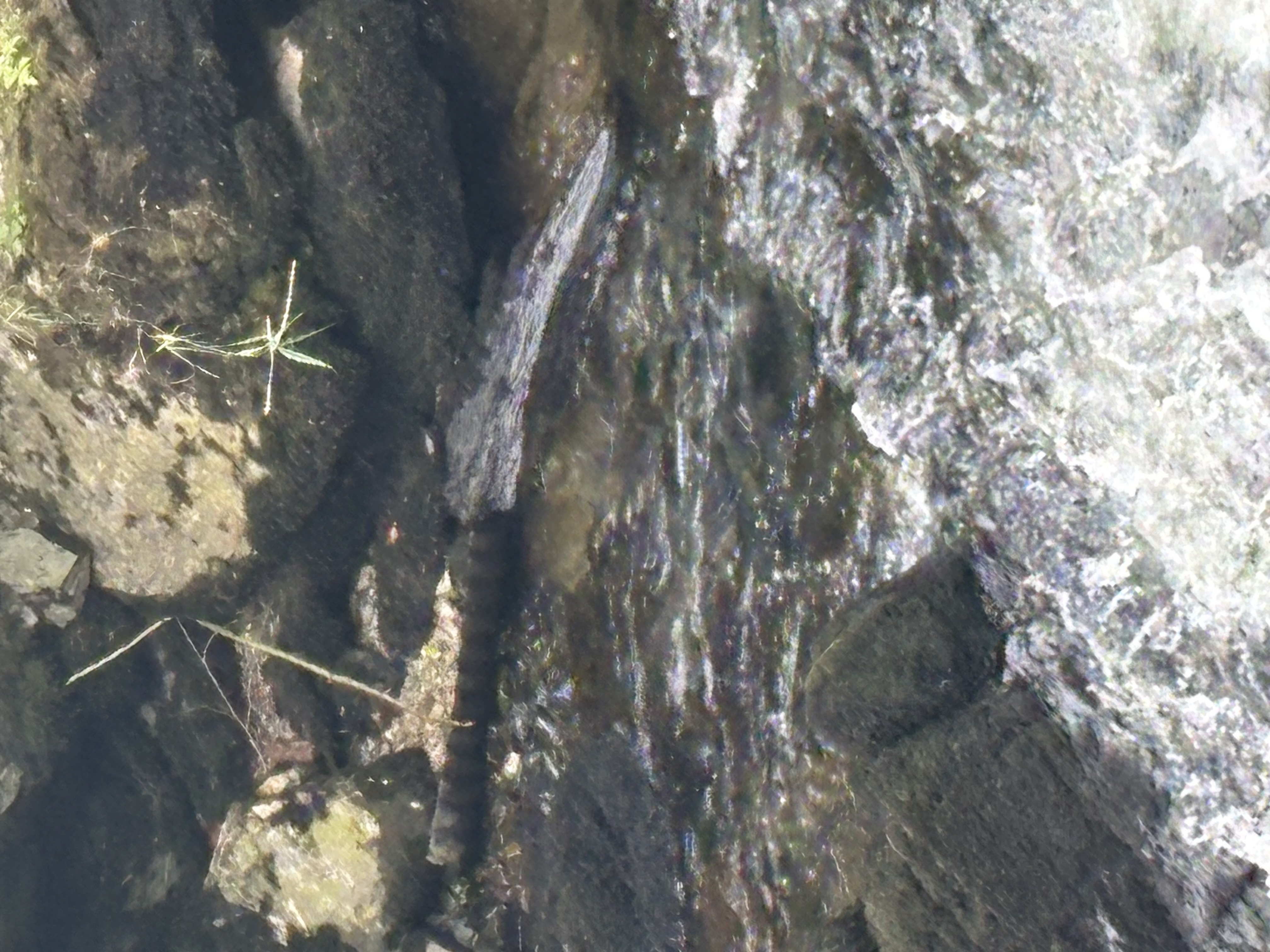 IMG_0696.jpeg