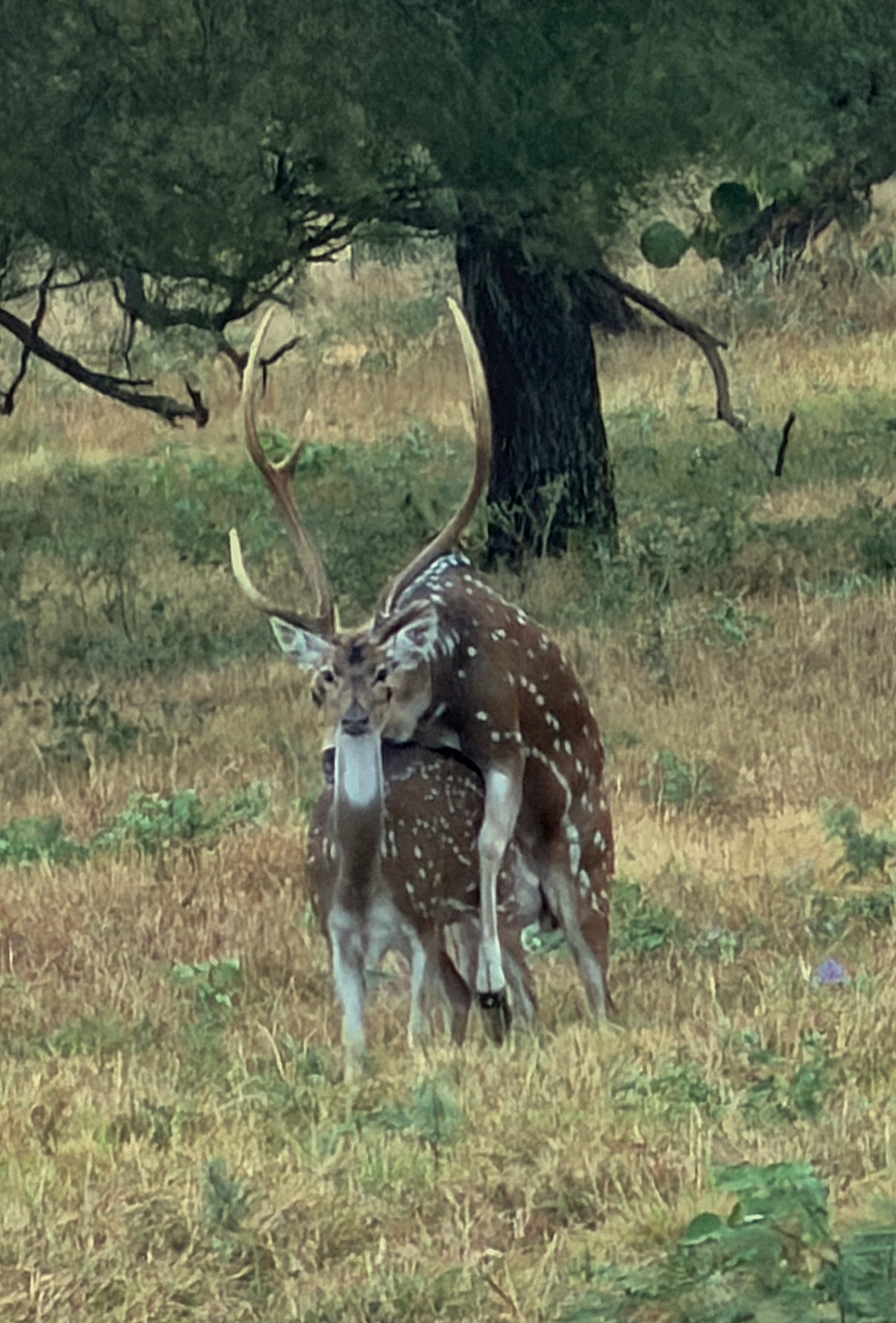 IMG_7721.jpeg