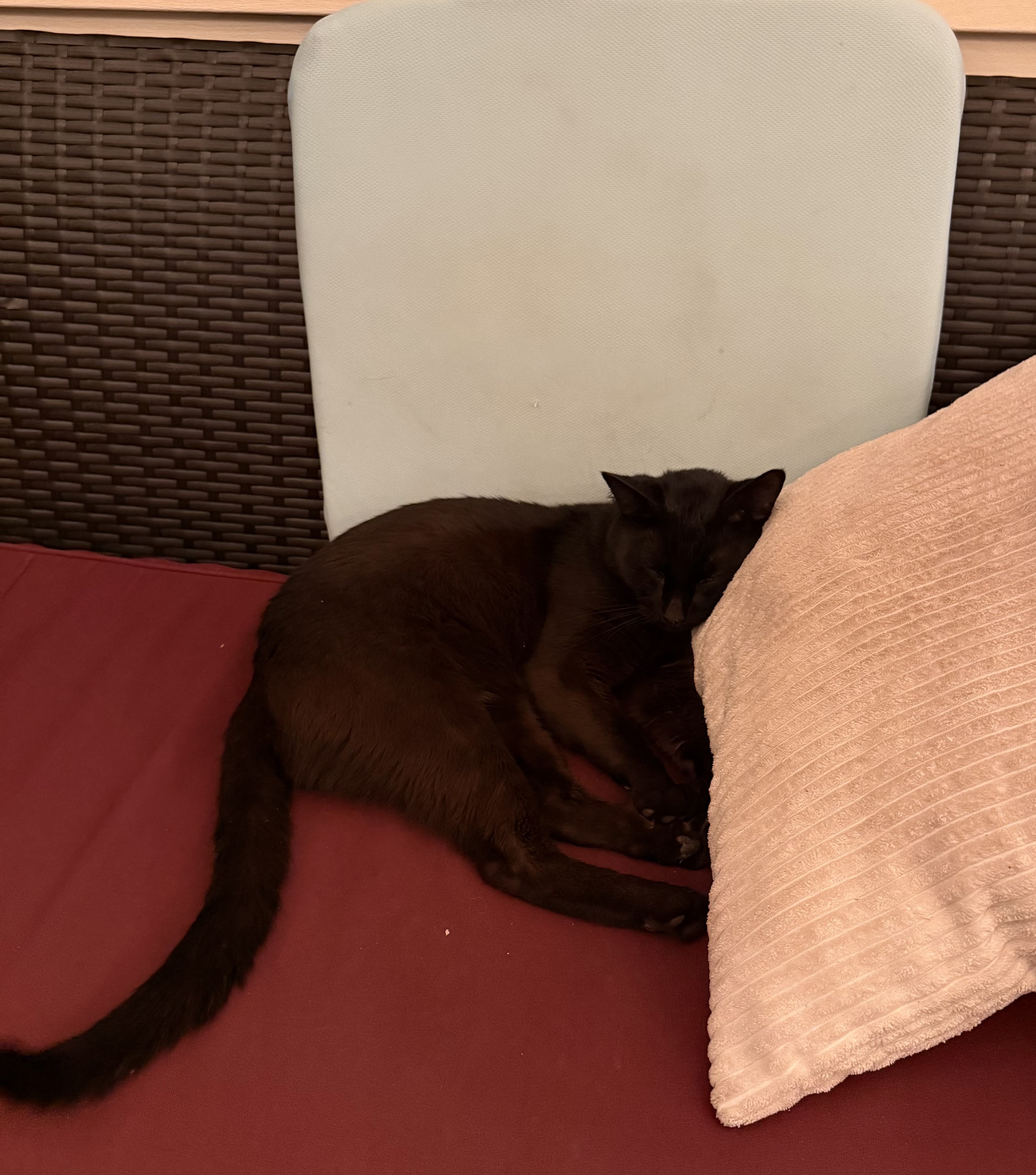IMG_2776.jpeg