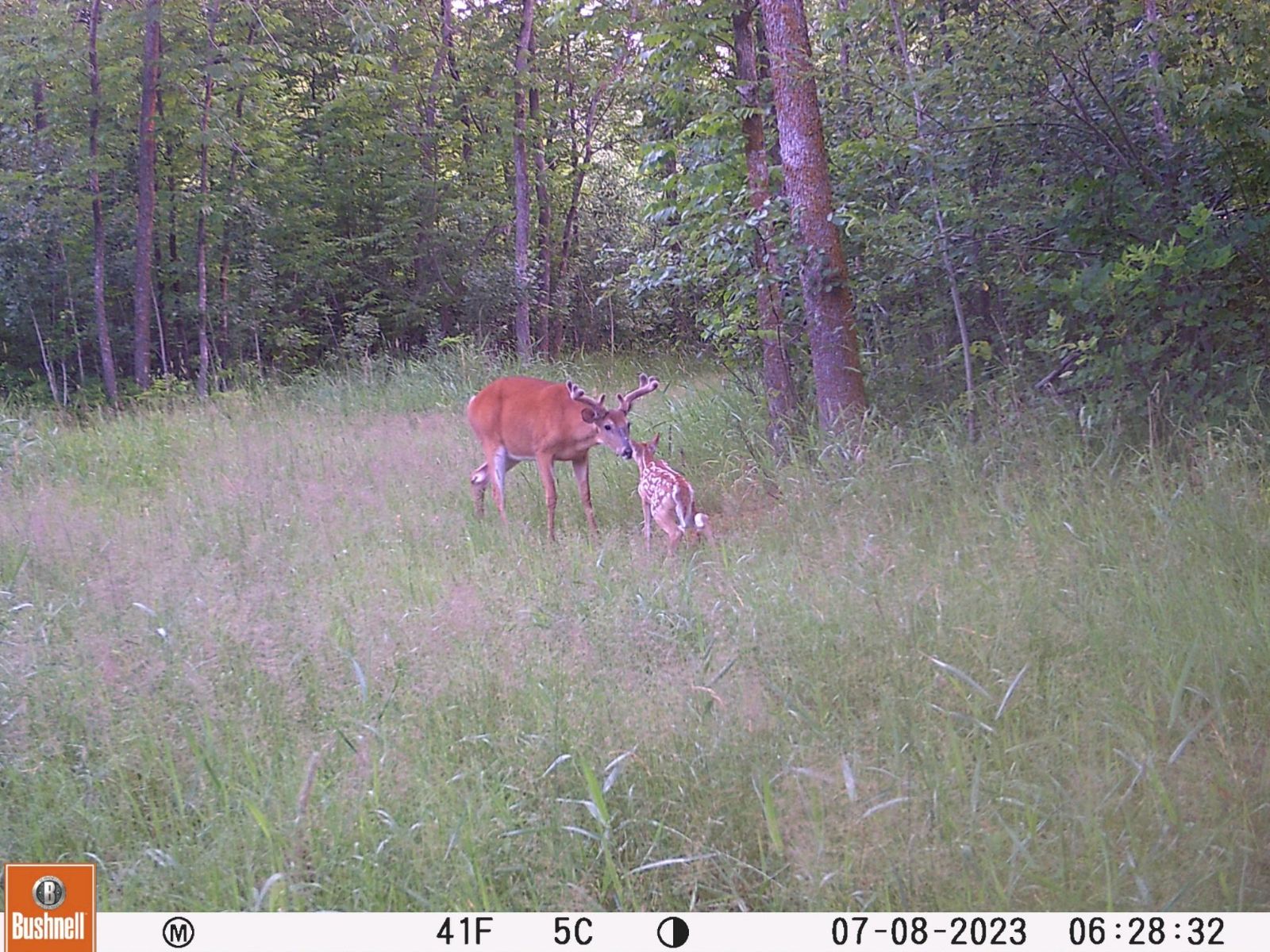 Office managers BIL caught this on his trail cam up by Lake of the Woods
