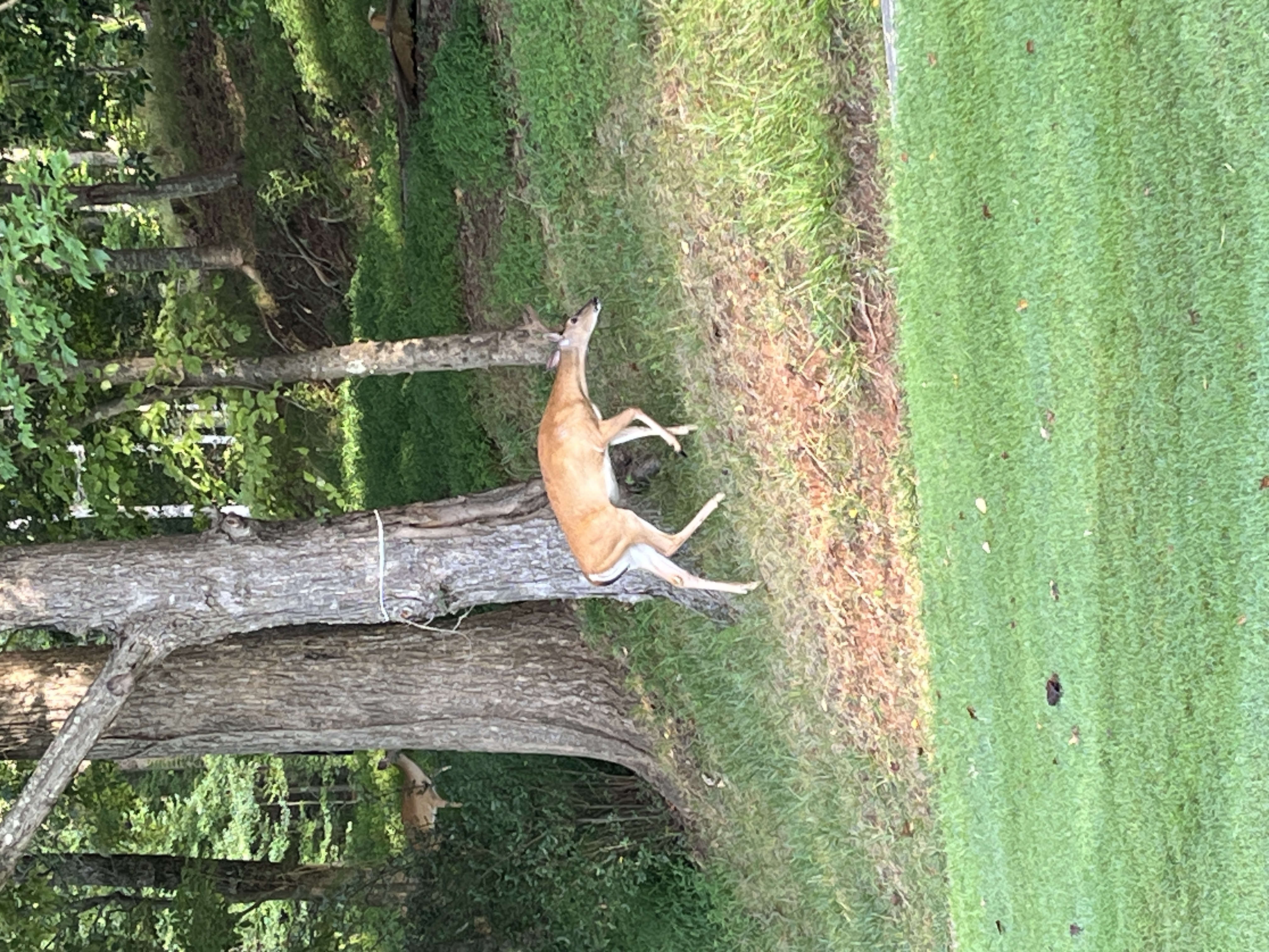 IMG_2349.jpeg