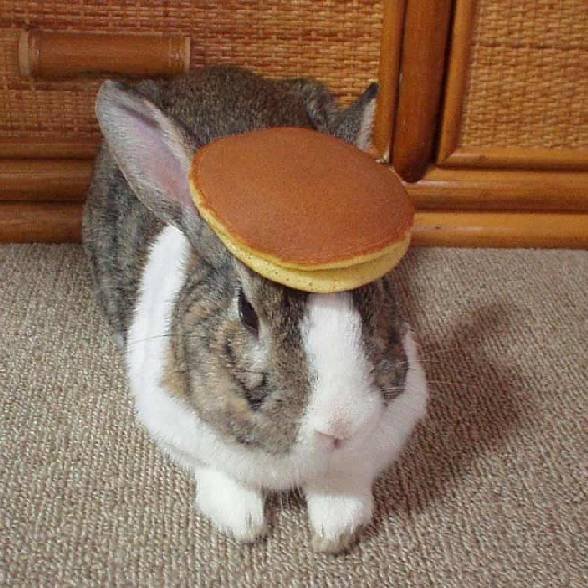 pancakebunny2.jpg