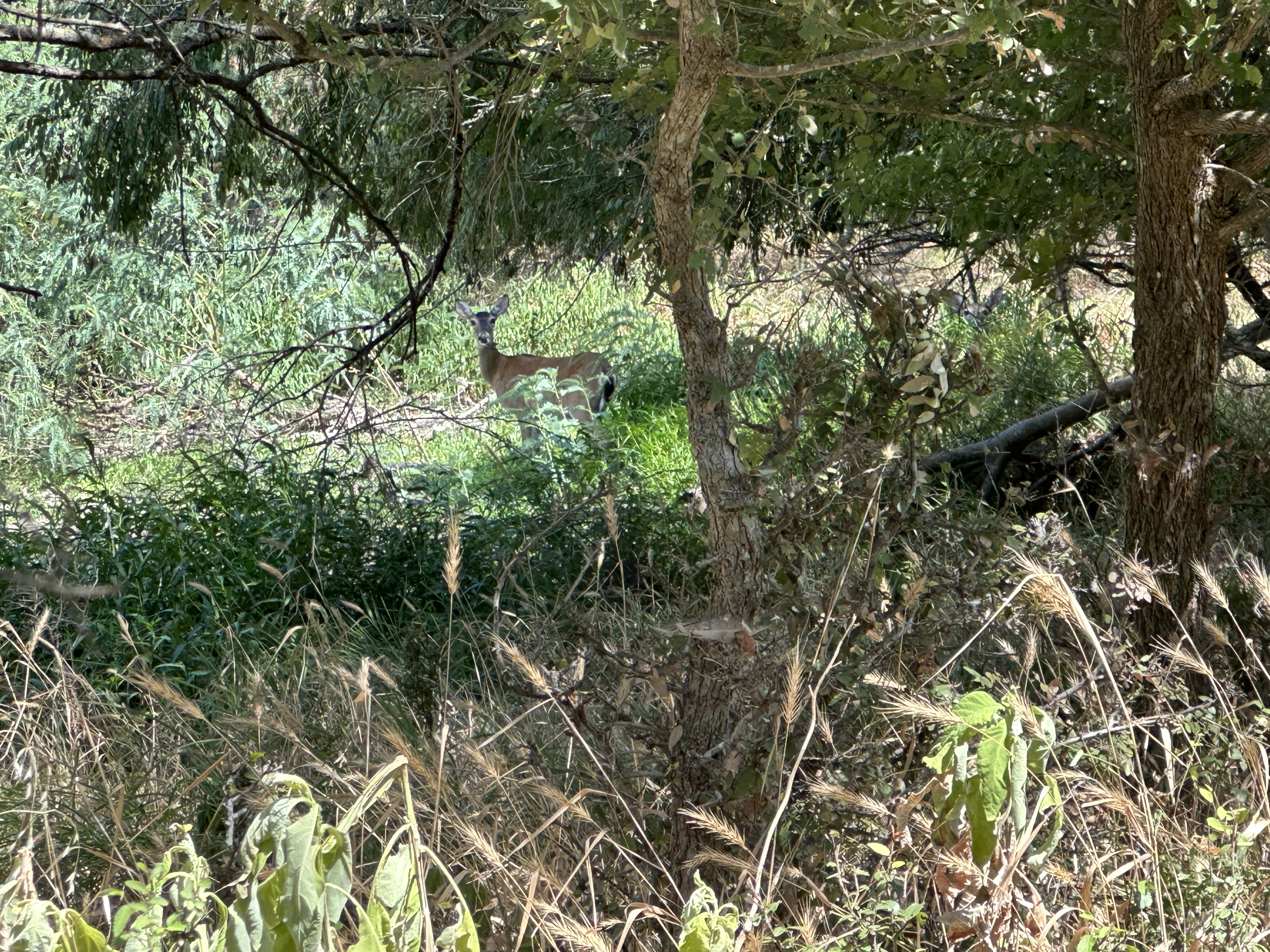 IMG_8149.jpeg