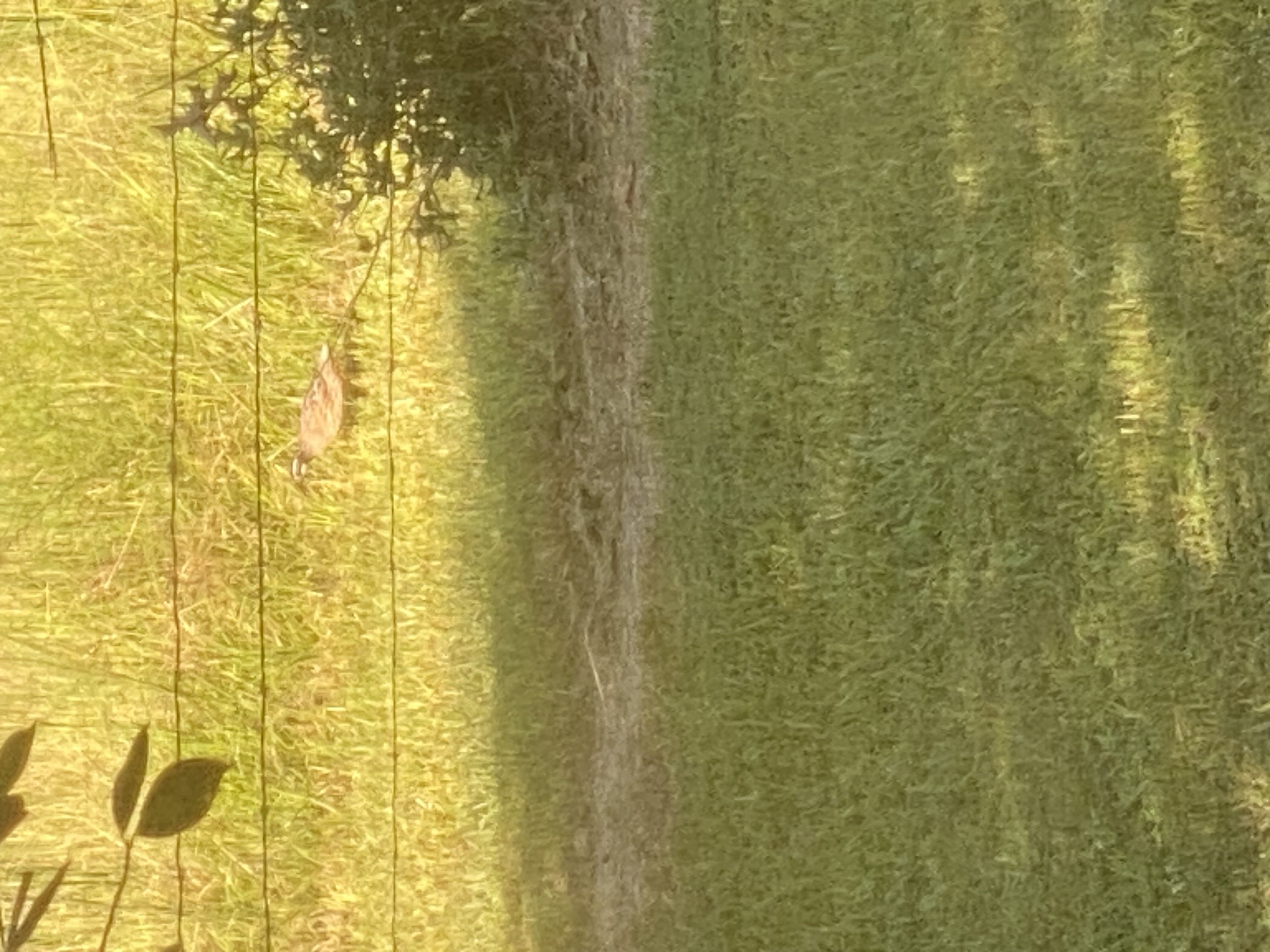 IMG_2555.jpeg