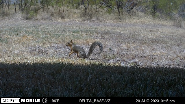 Squirrel!