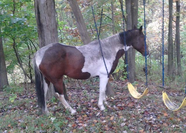 stupidhorse_zpsm255u56e.jpg