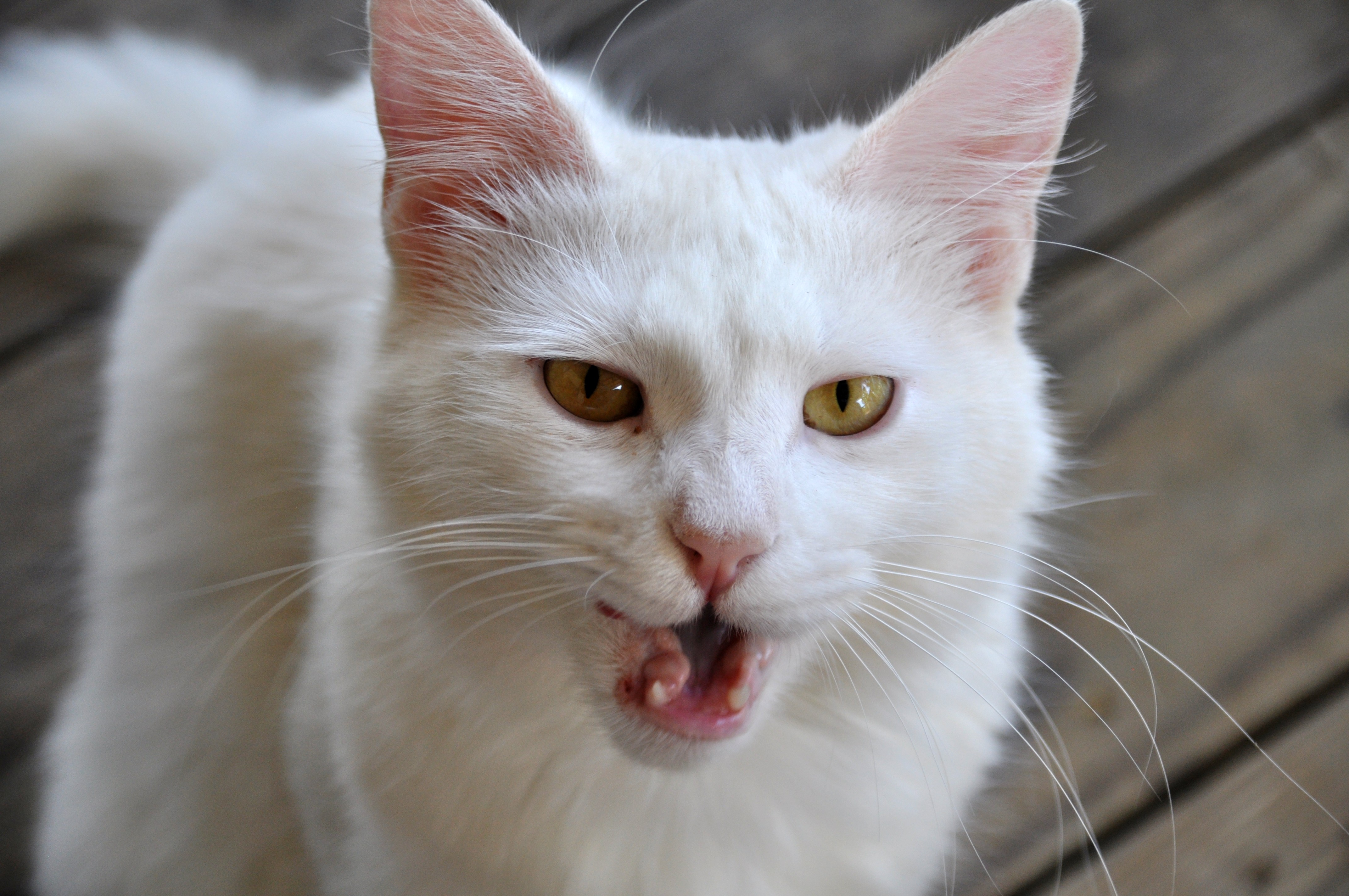DSC_4237.JPG