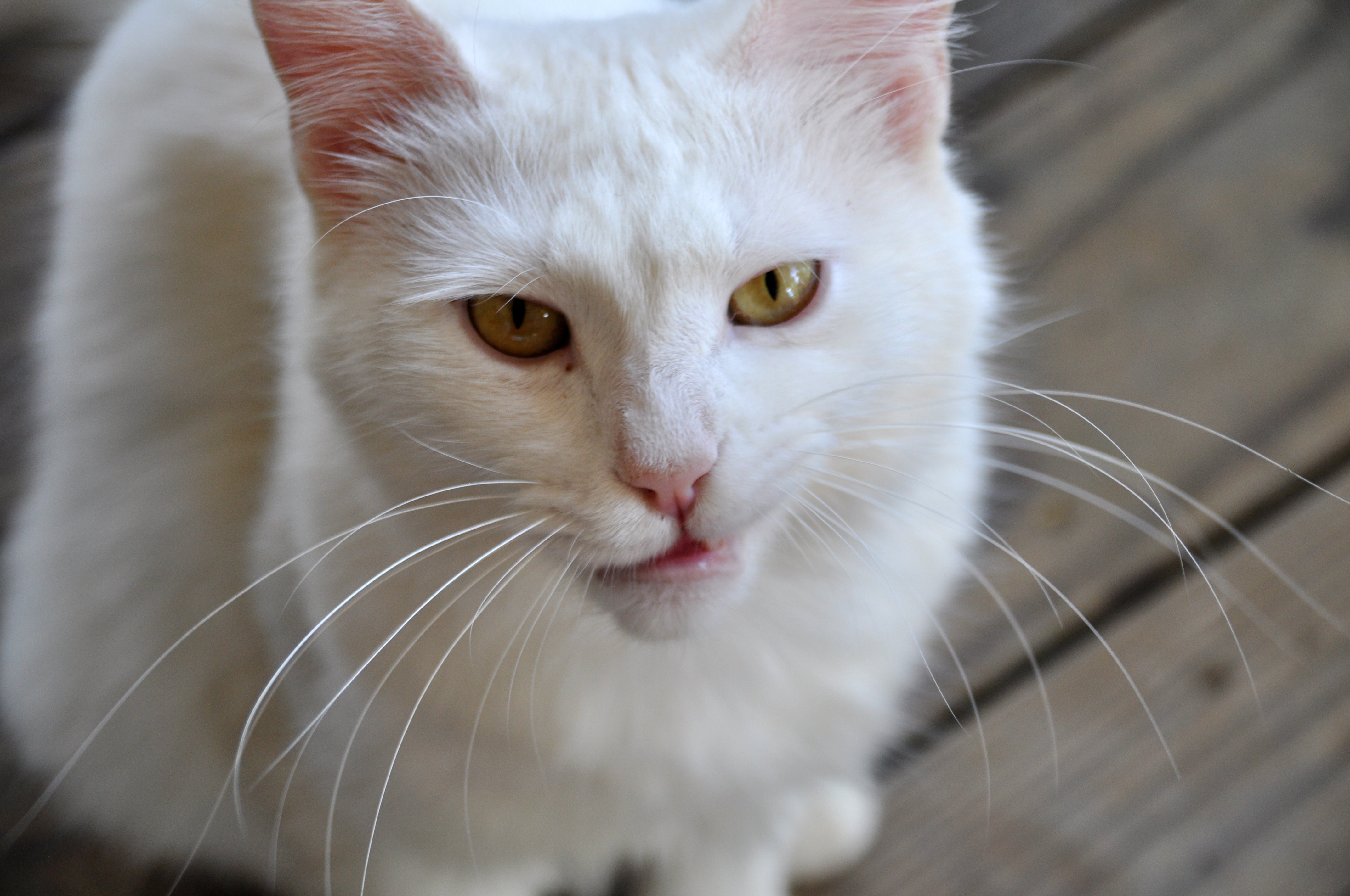 DSC_4235.JPG