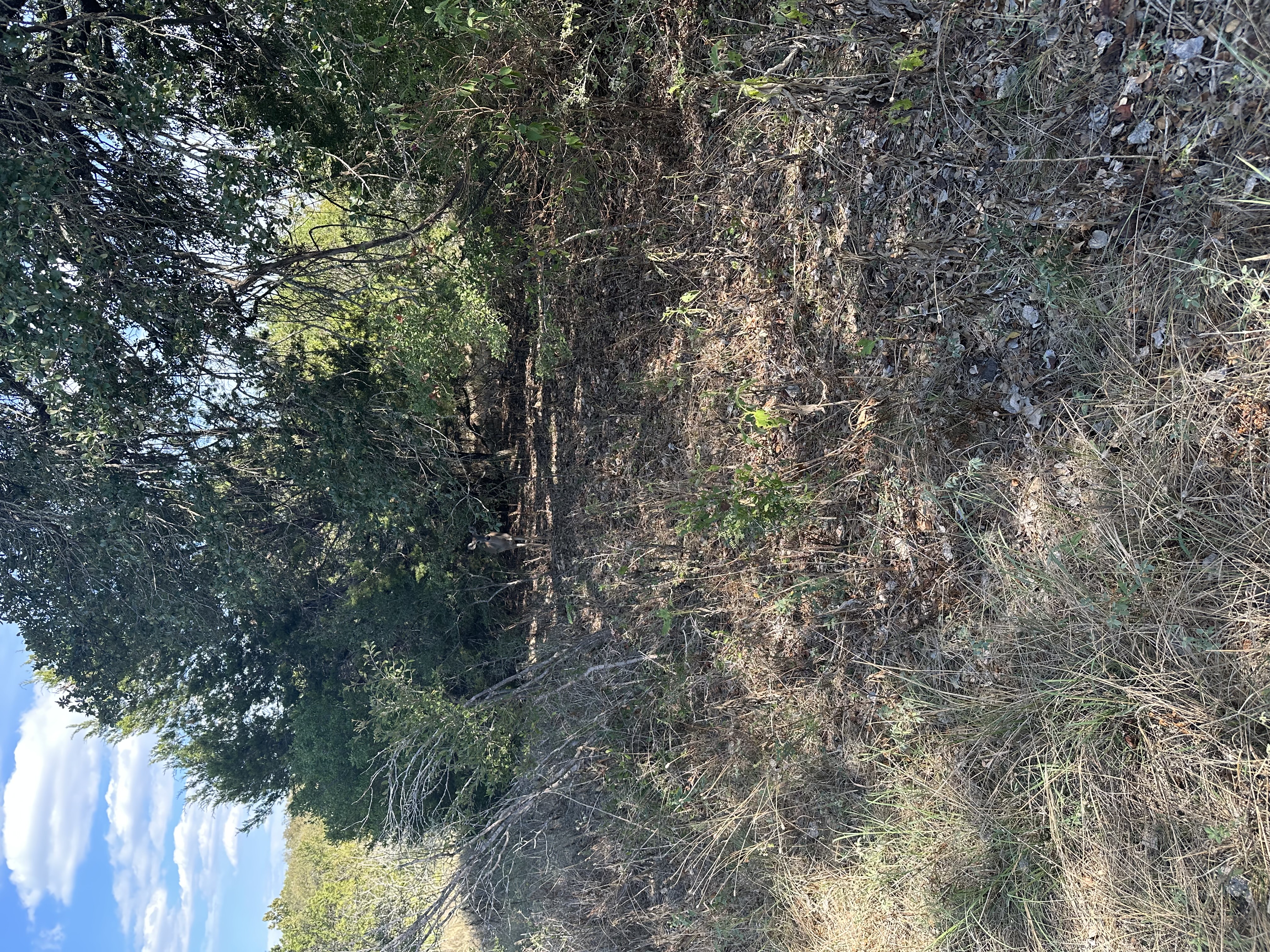 IMG_8463.jpeg