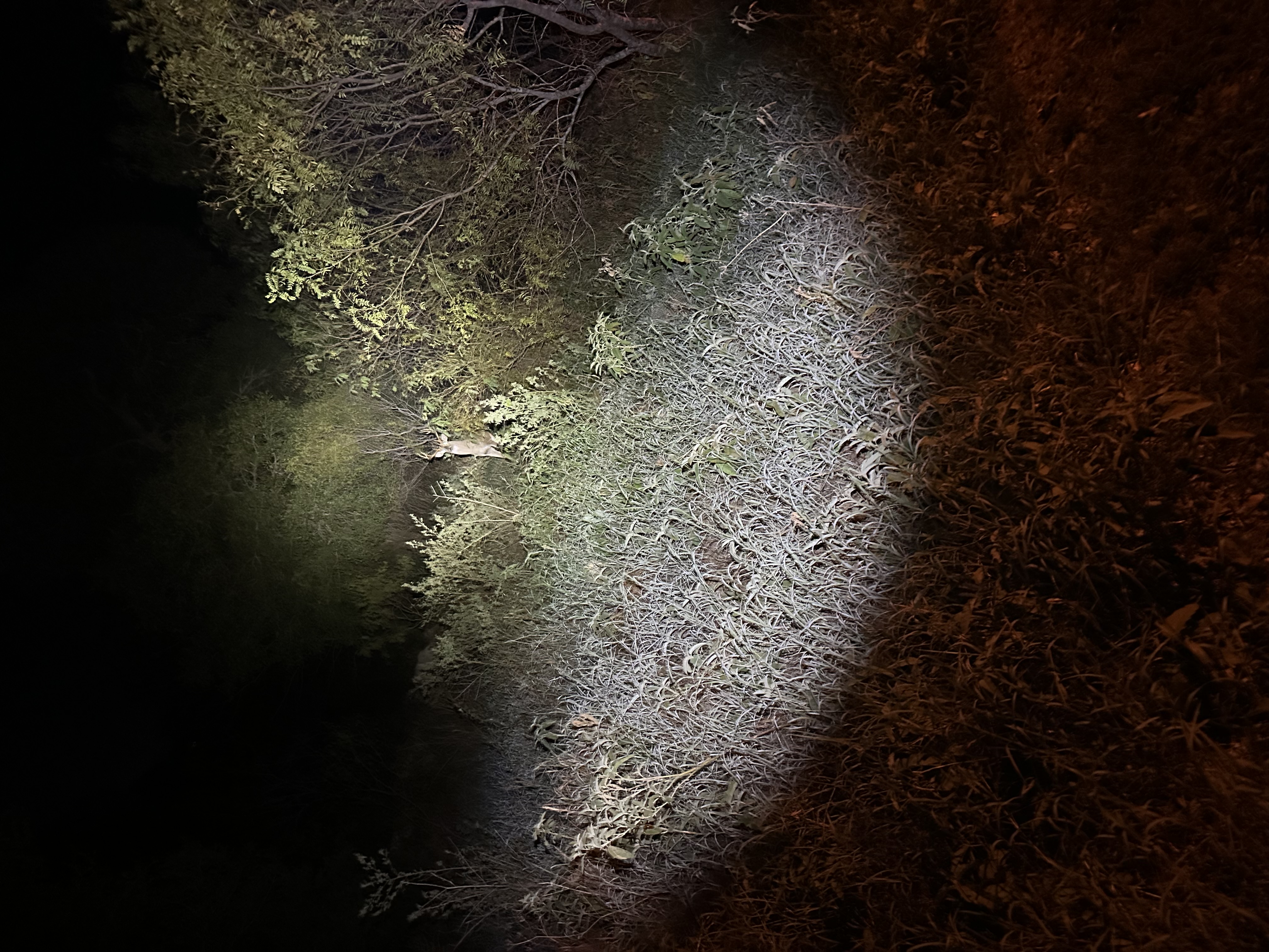 IMG_8555.jpeg