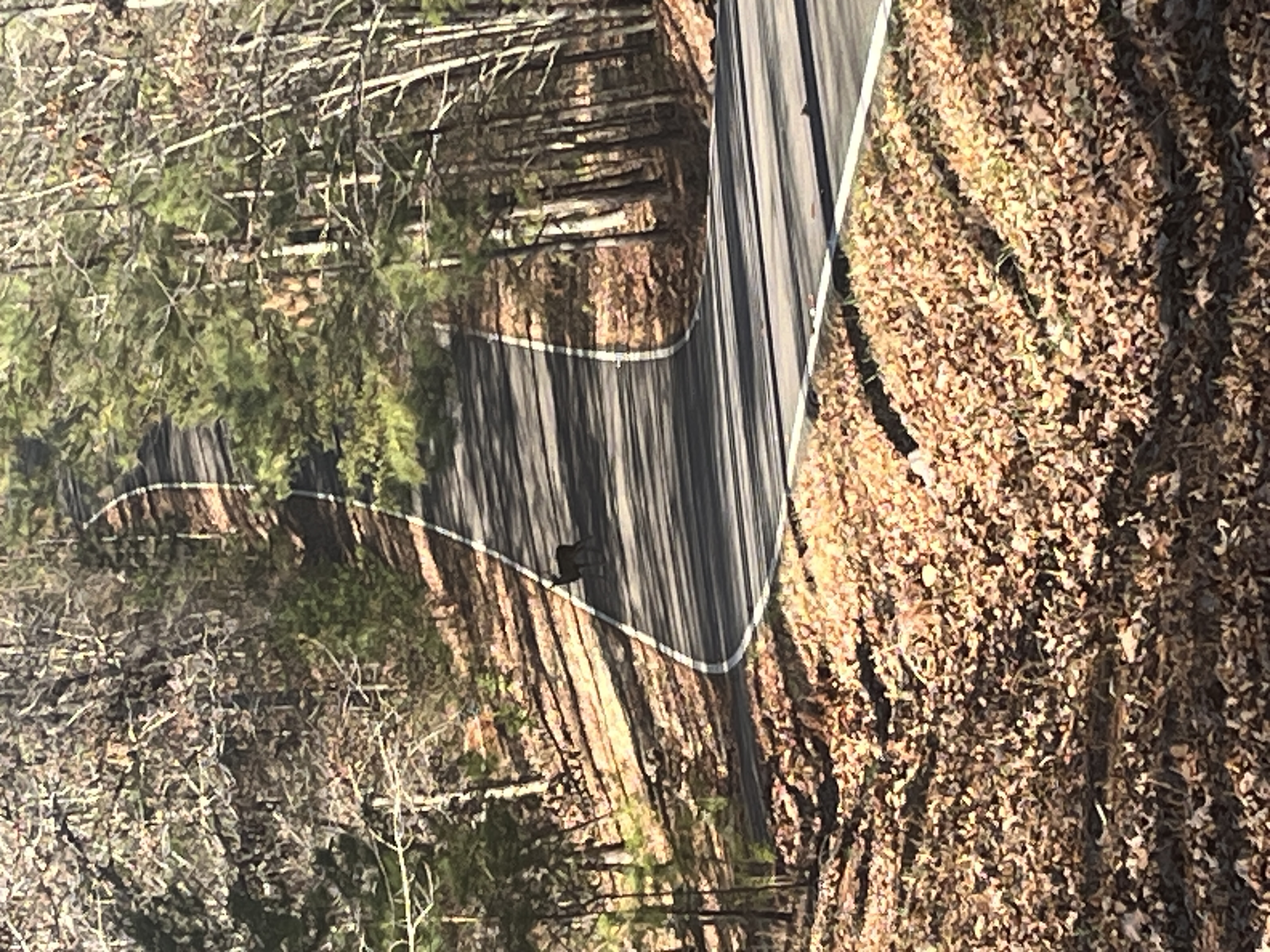 IMG_2475.jpeg