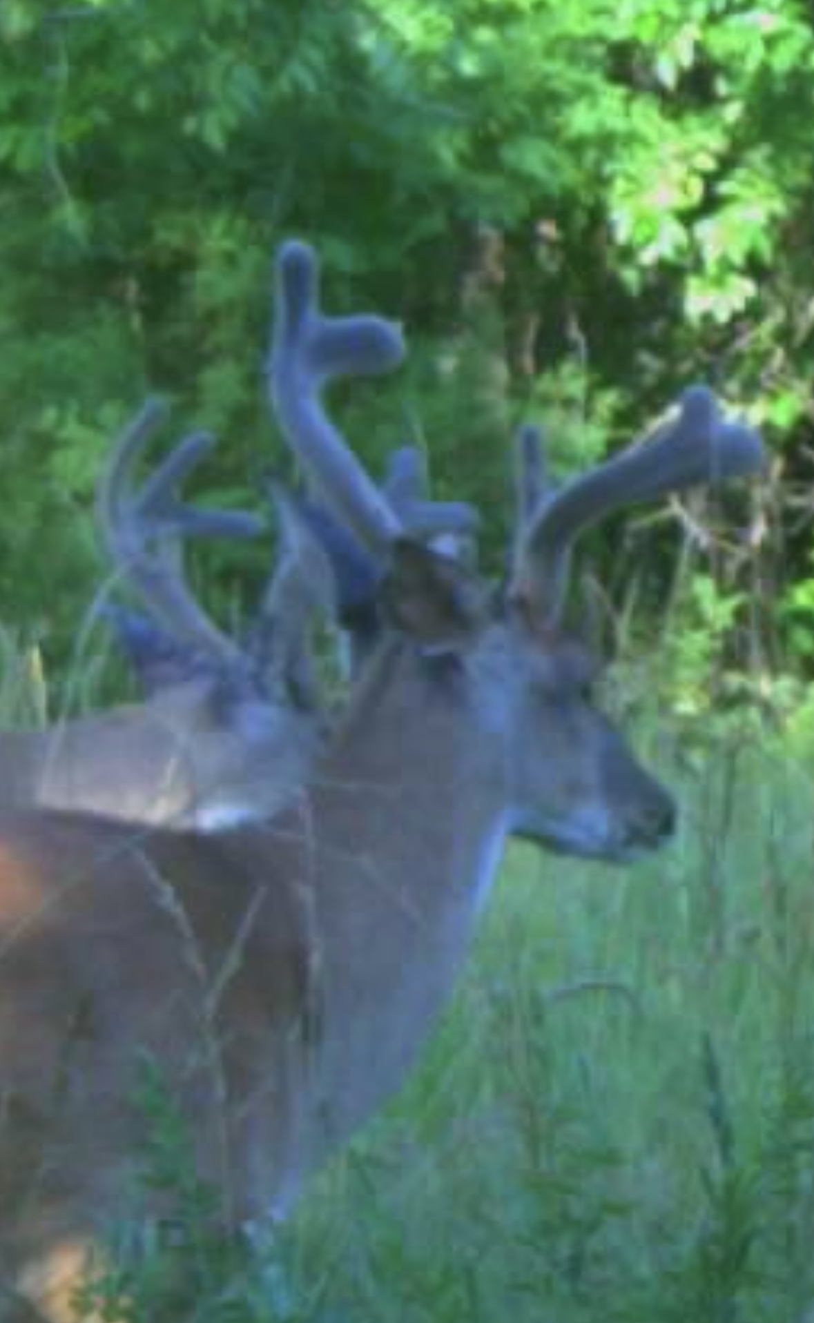 IMG_8654.jpeg