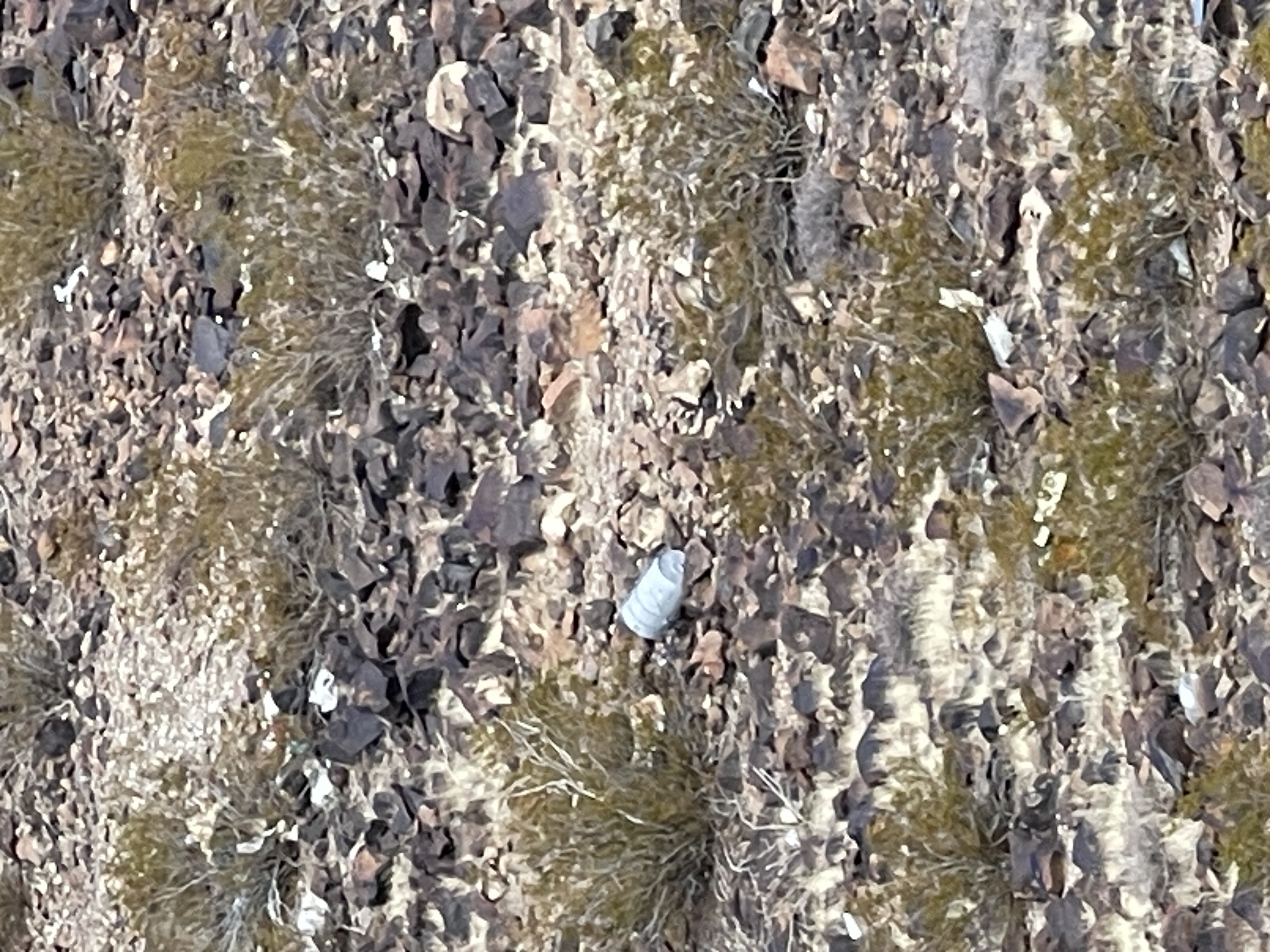 IMG_2801.jpeg