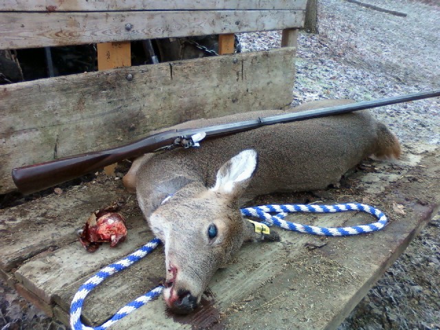 littledoe.jpg