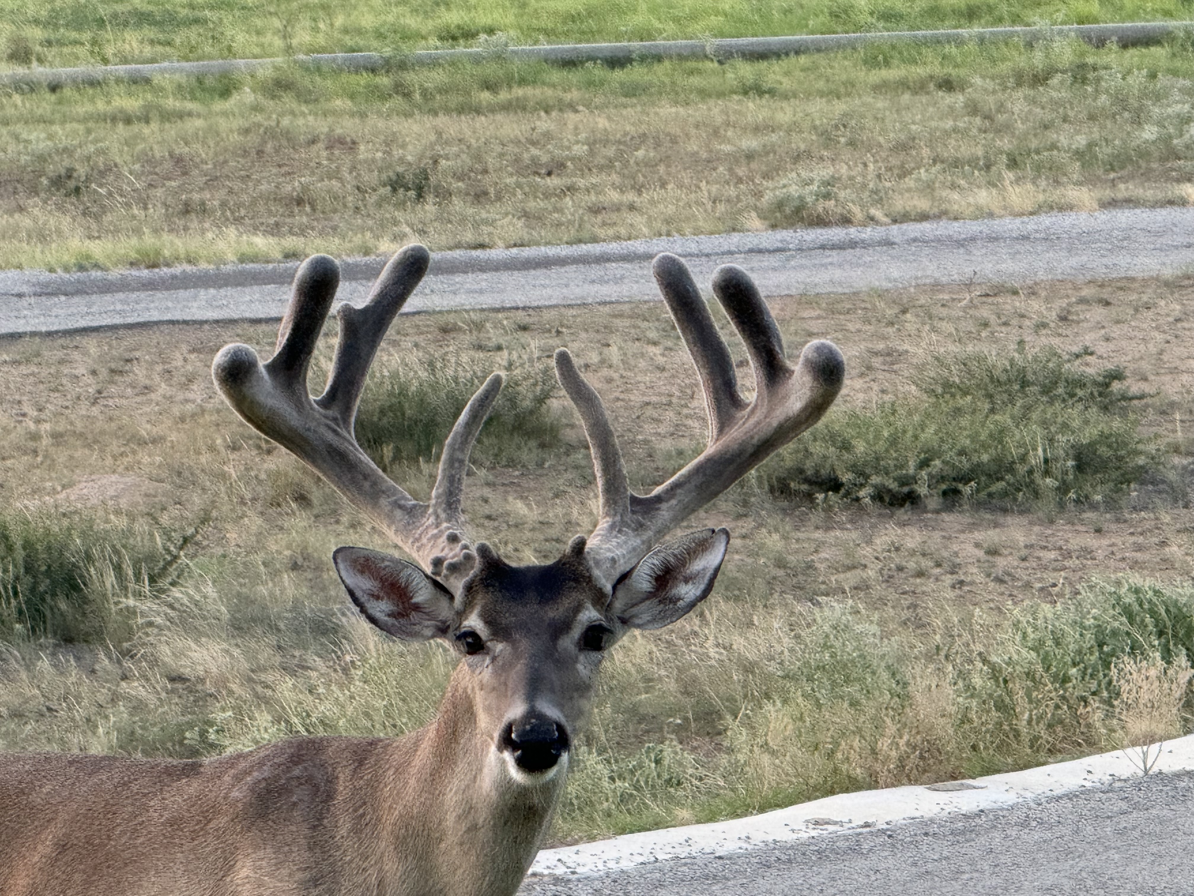 IMG_1135.jpeg