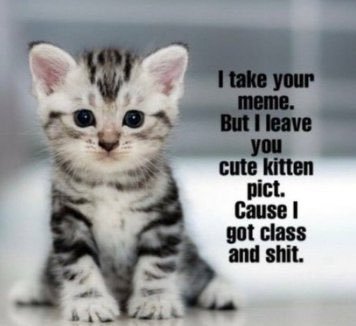 kitten meme.jpg