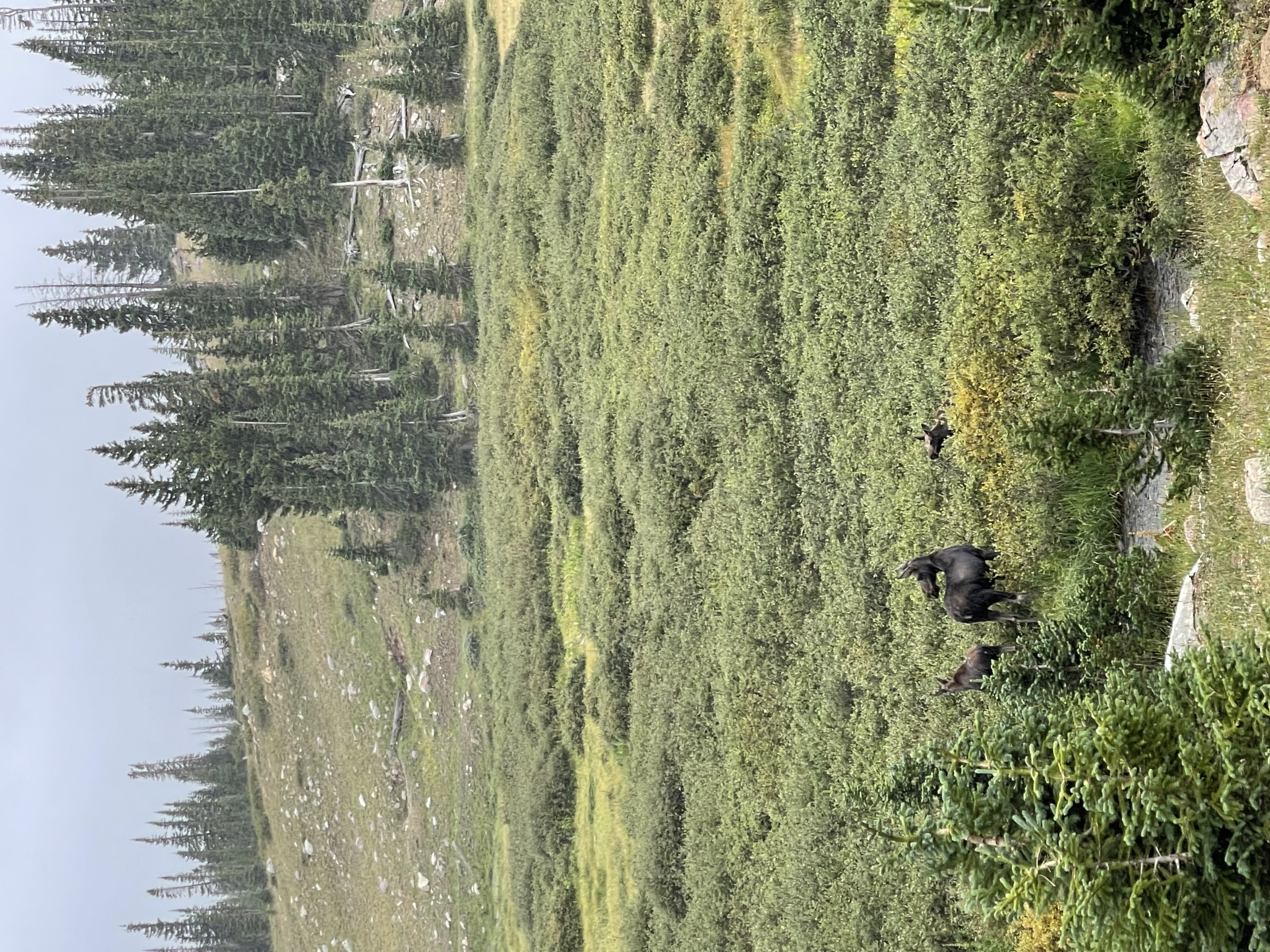 IMG_8398.jpeg