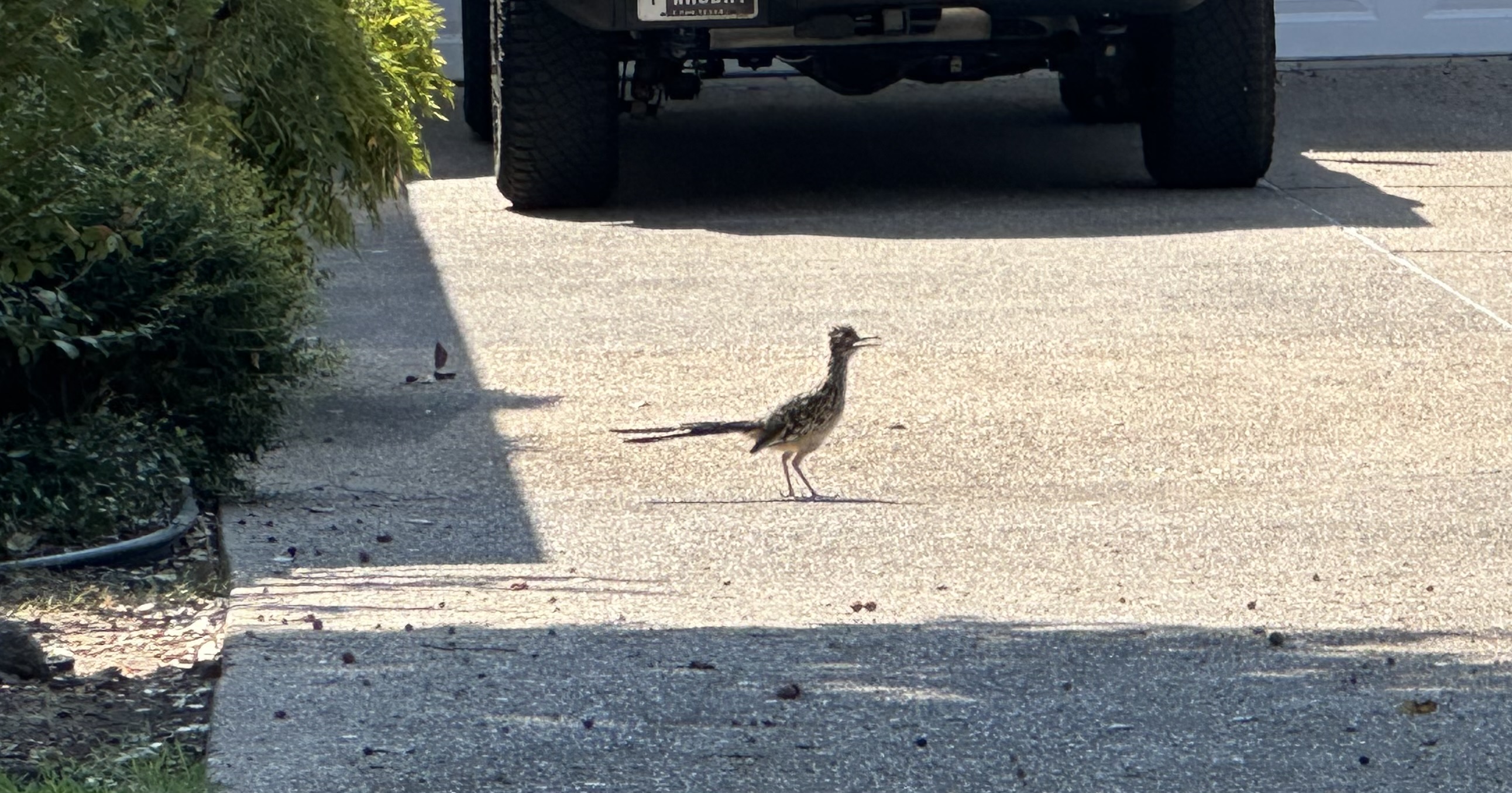 IMG_0720.jpeg