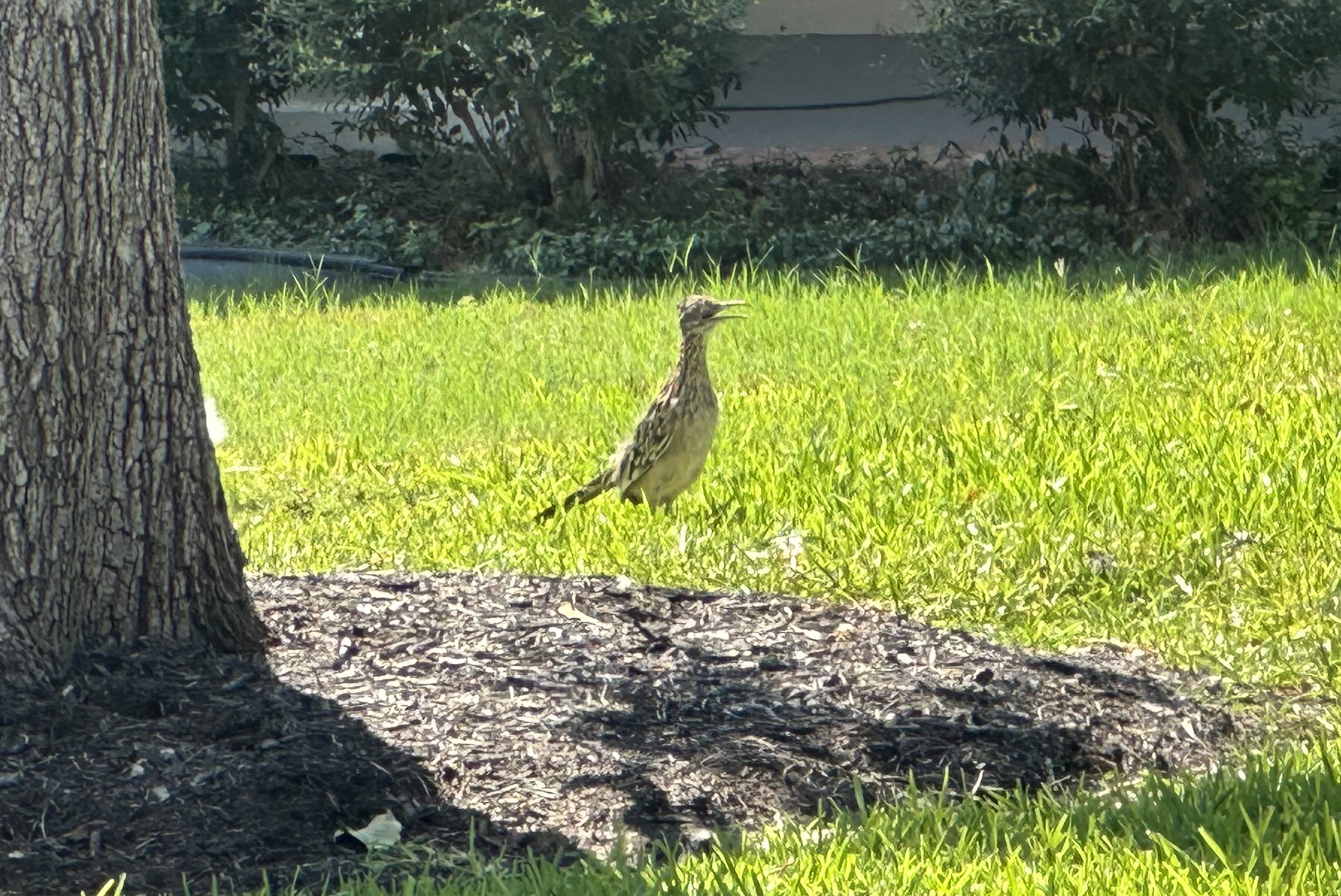 IMG_0719.jpeg