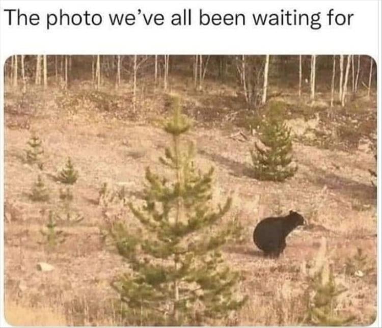 Bear.jpg