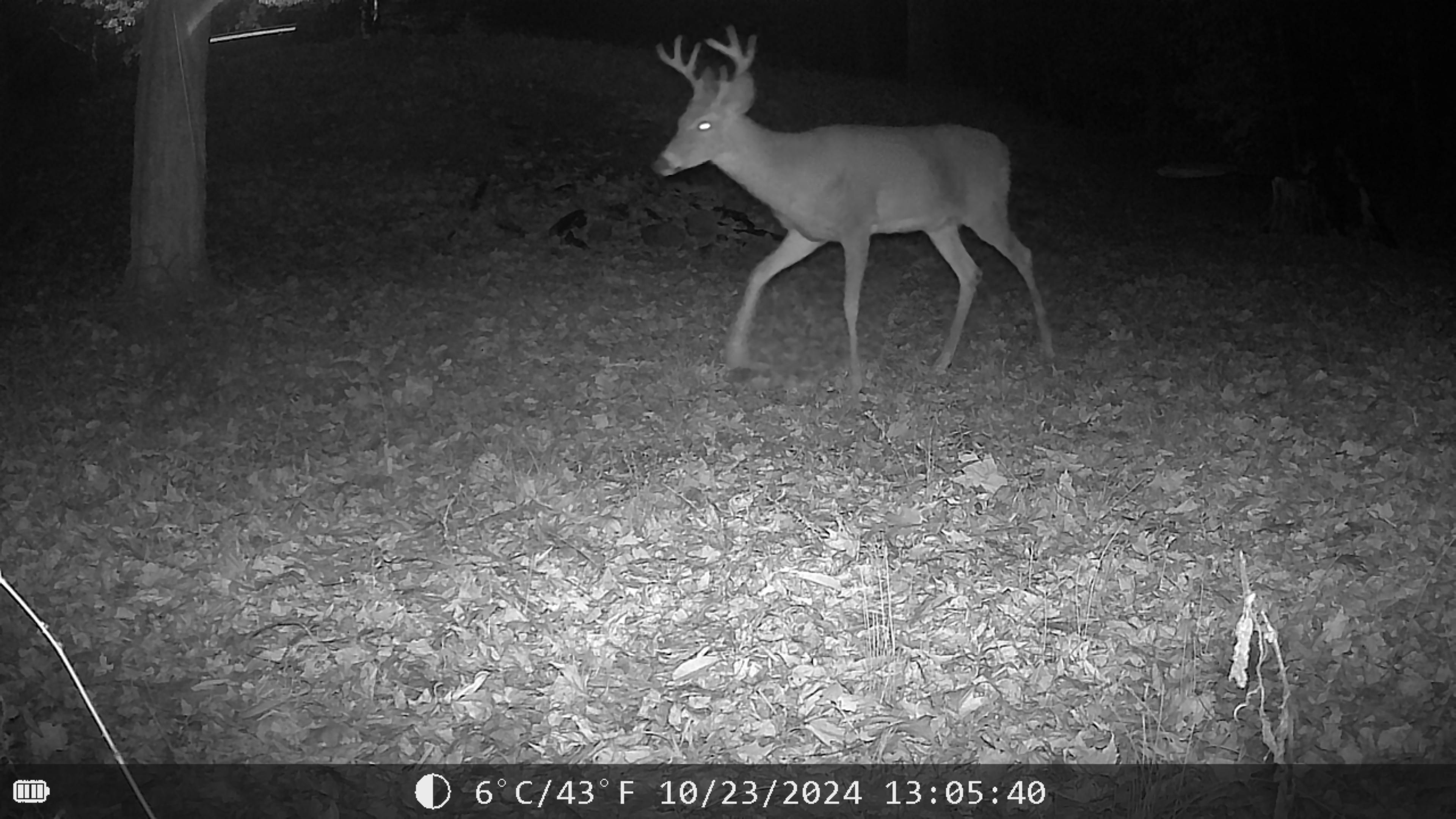 sm buck.JPG