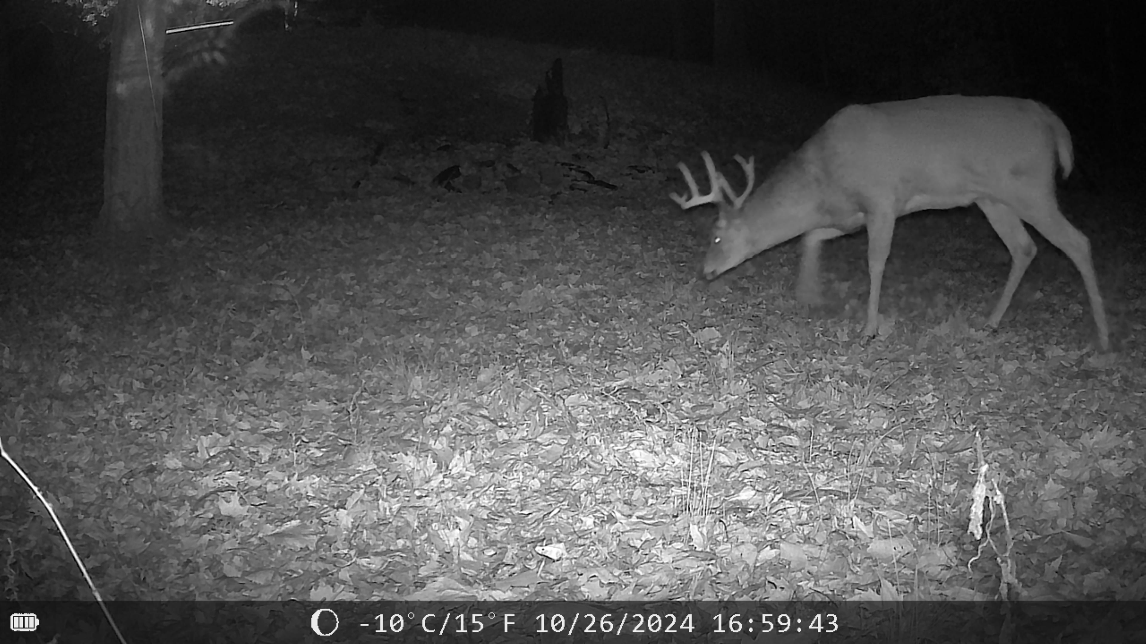 8 buck.JPG