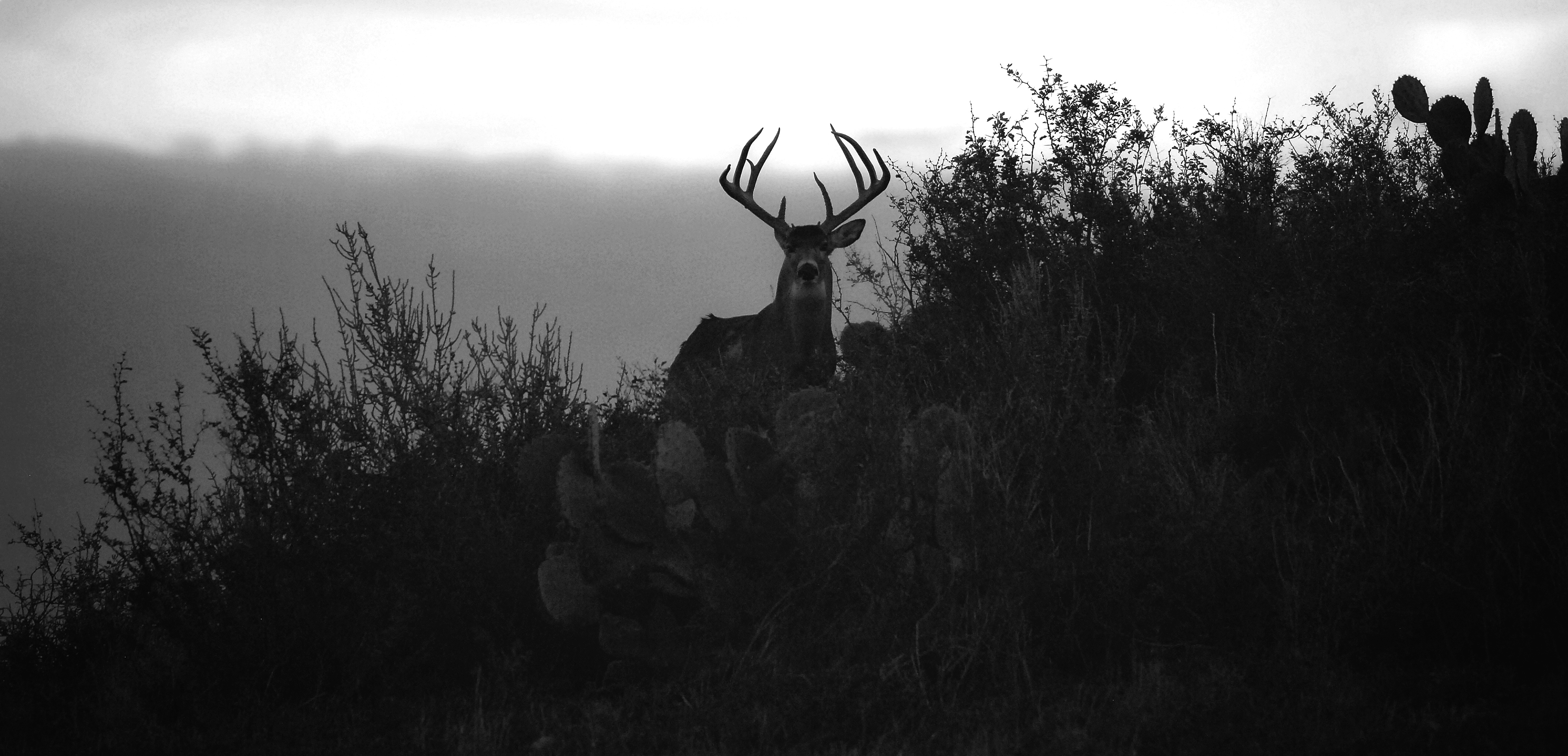 DSC_0052.jpeg