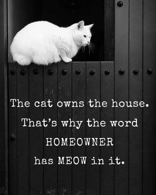 cat owns.jpg