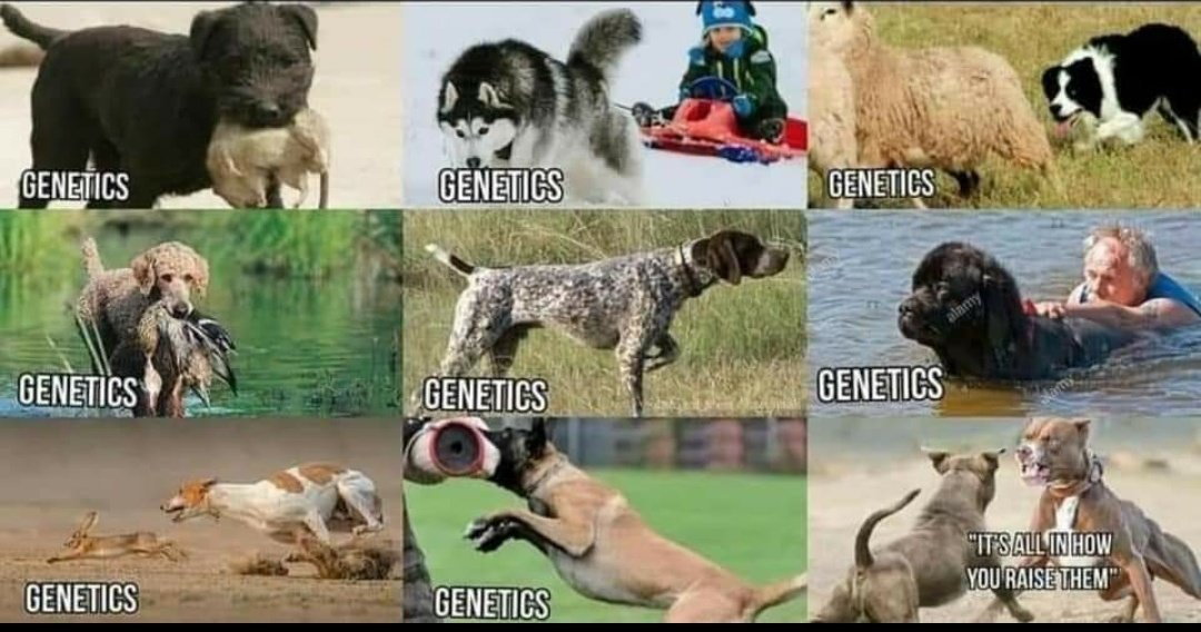 geneticsbehavior.jpg
