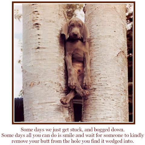 DOG2.JPG