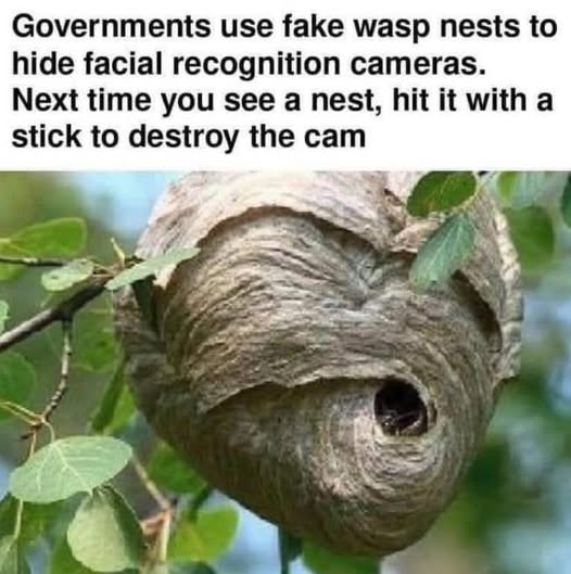nest.jpg