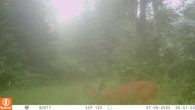 A baldy around making babies, wolves didn’t get them all