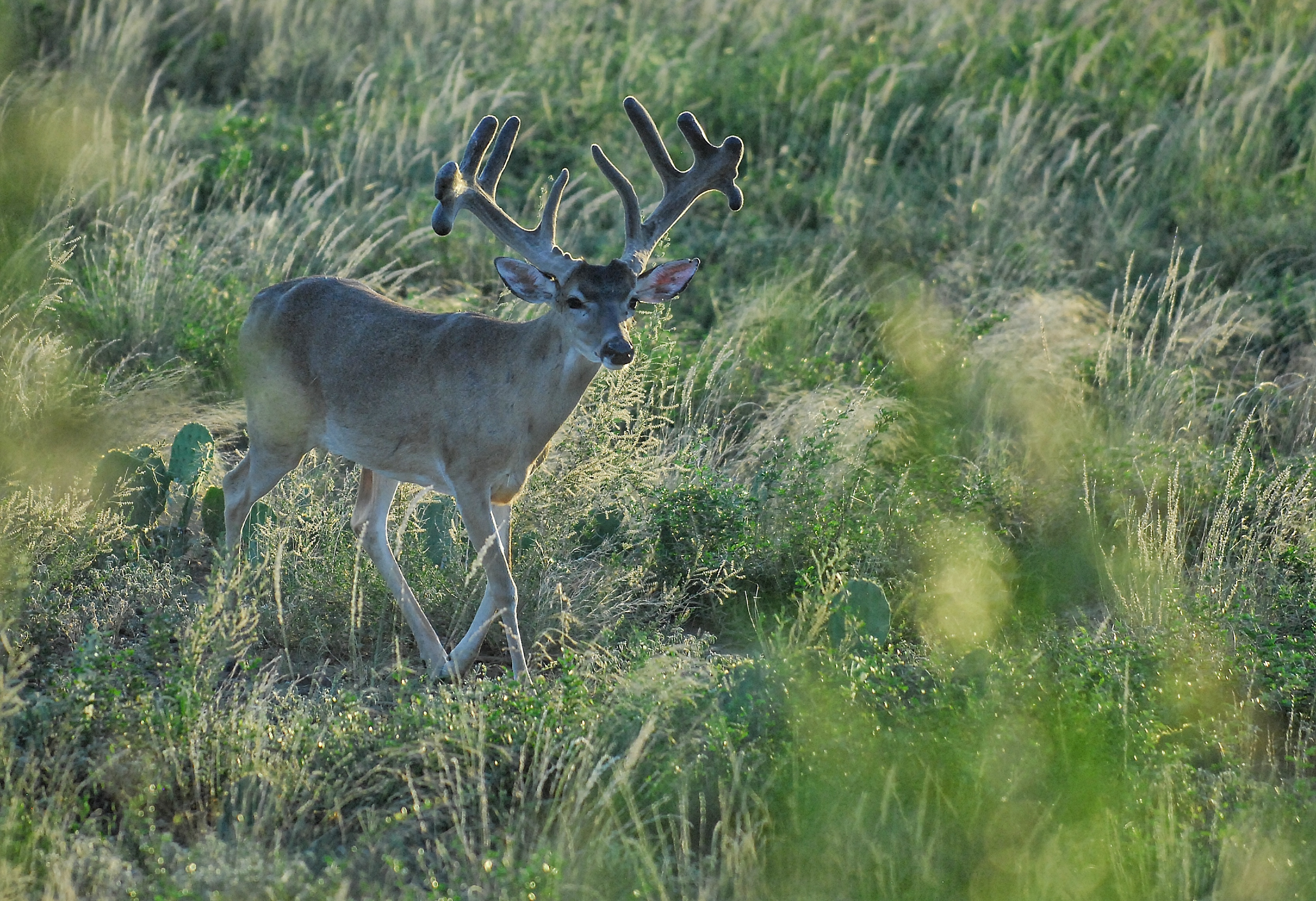 DSC_0042.jpeg