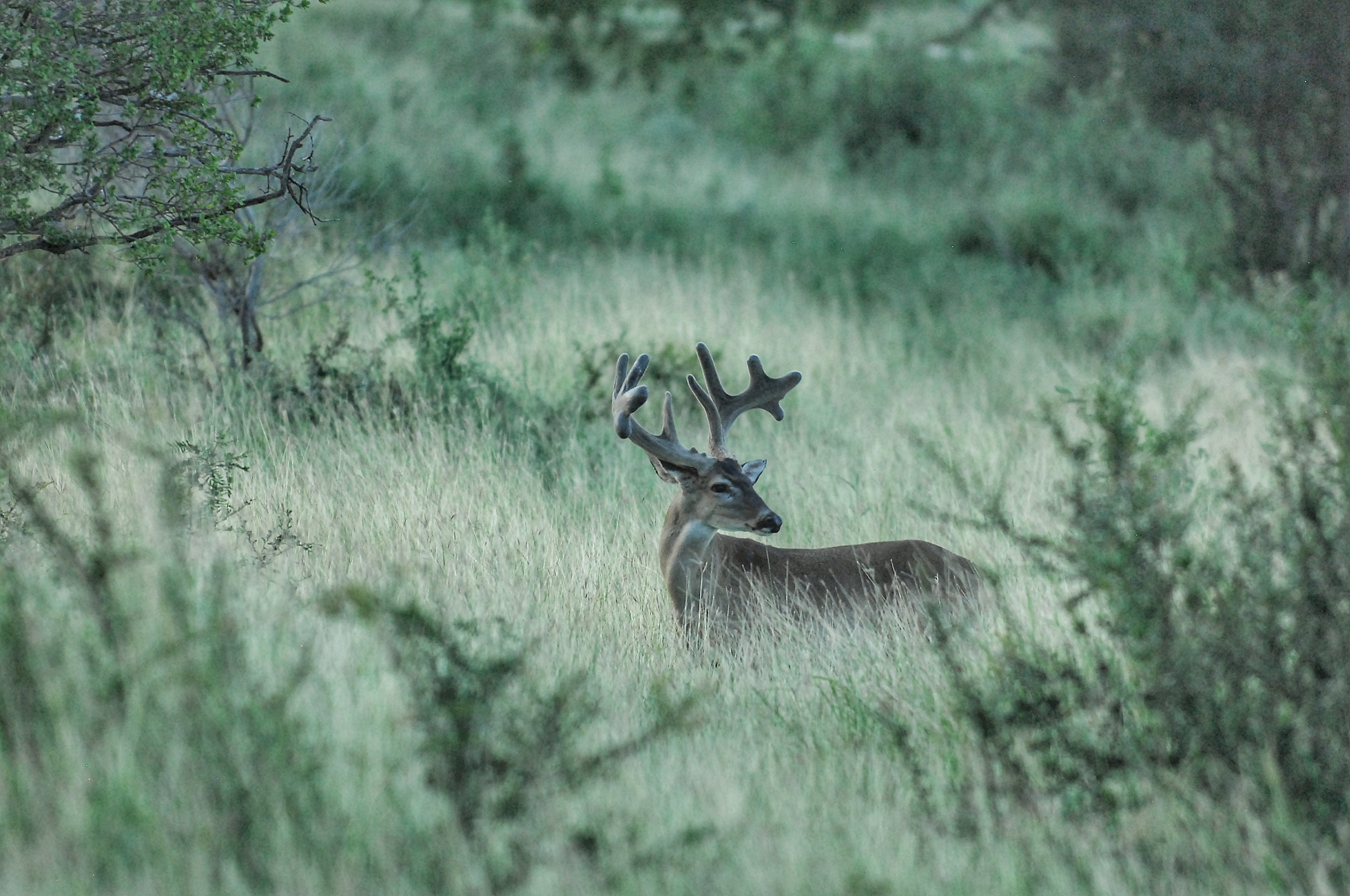DSC_0022.jpeg