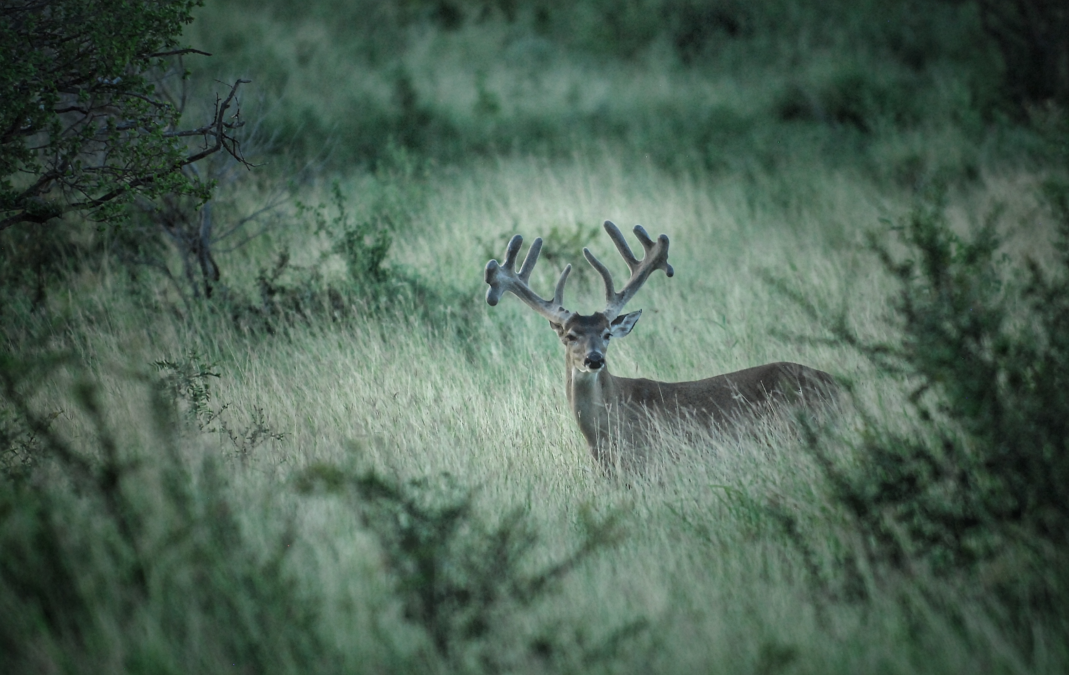 DSC_0021.jpeg