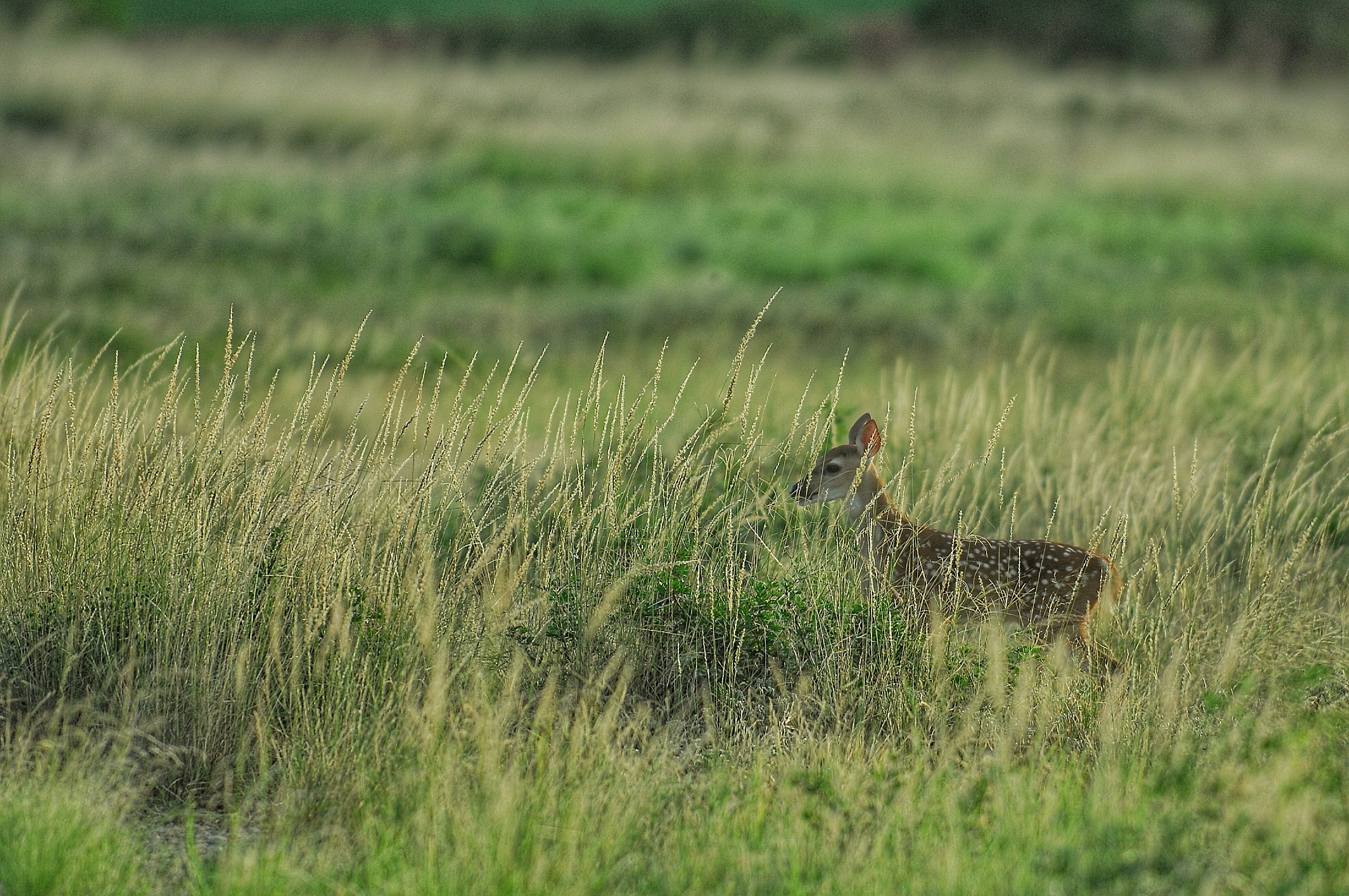 DSC_0034.jpeg
