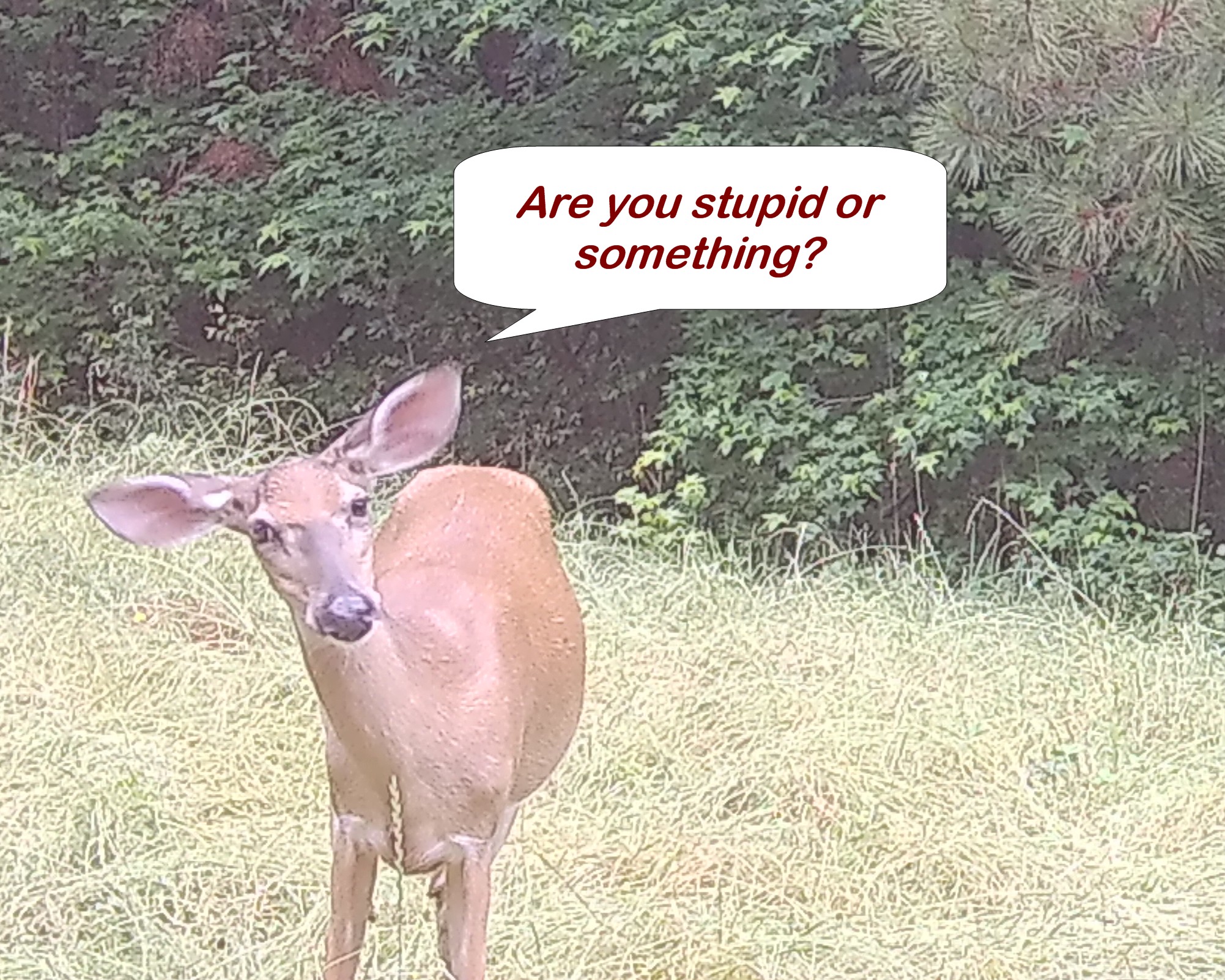 doe2.jpg
