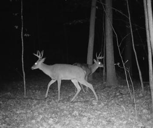 two nice buck.jpg