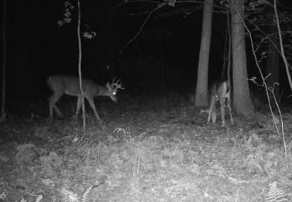 Nice 8 point and fork.jpg