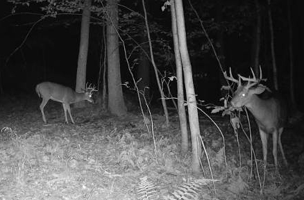 Two seven points L & R 3 x 2.jpg