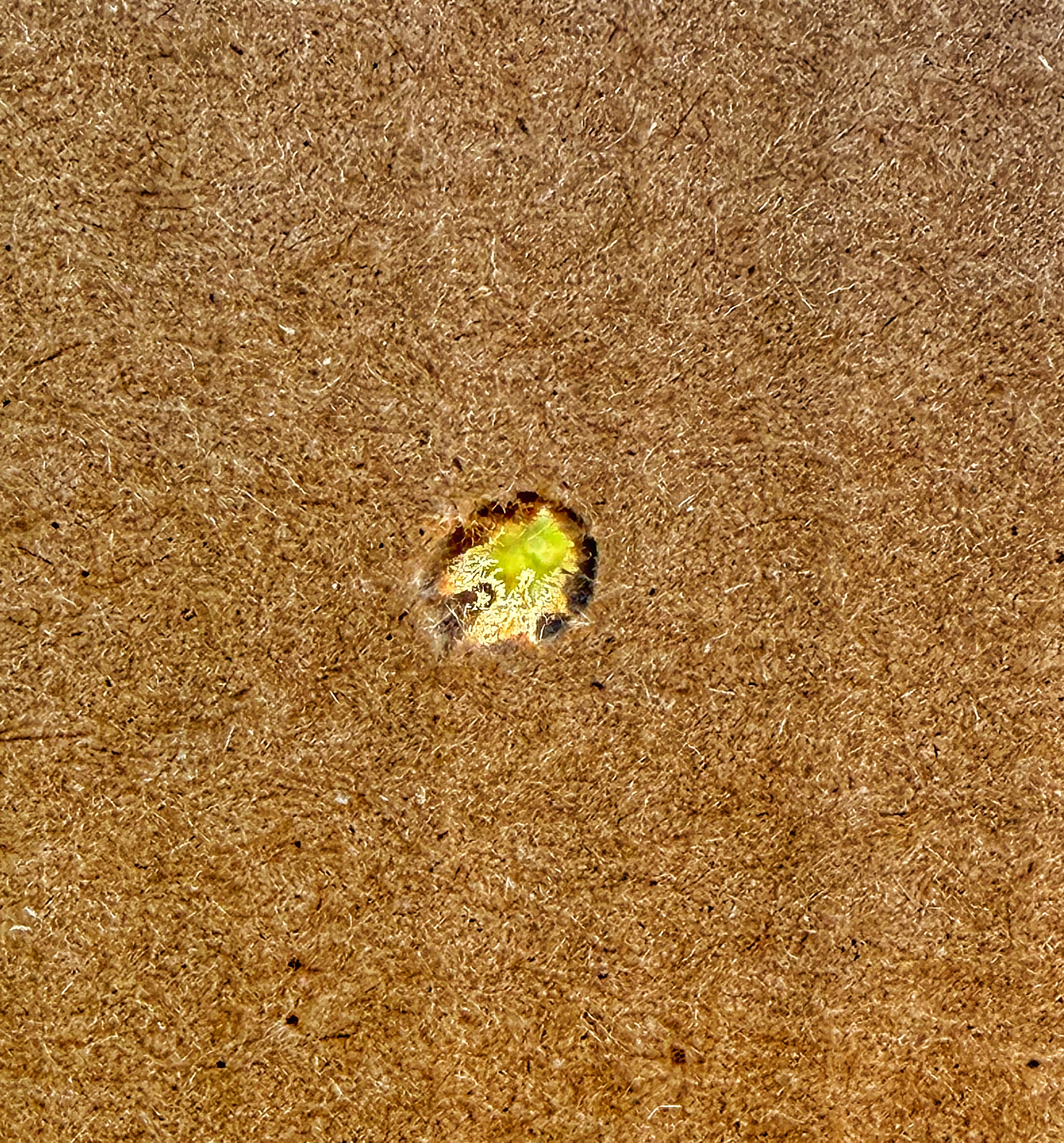 IMG_8253.jpeg